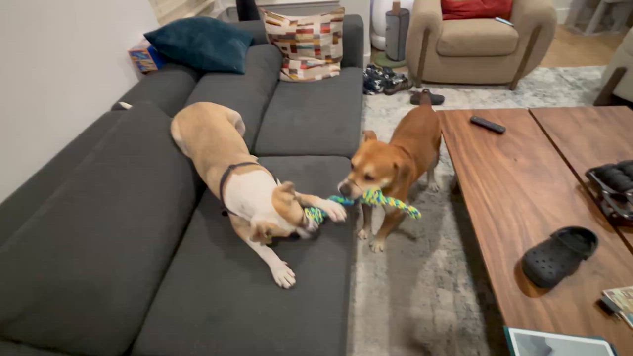 Enlarge Churro, a Adoptable mixed breed in White River Junction , VT video 2/6