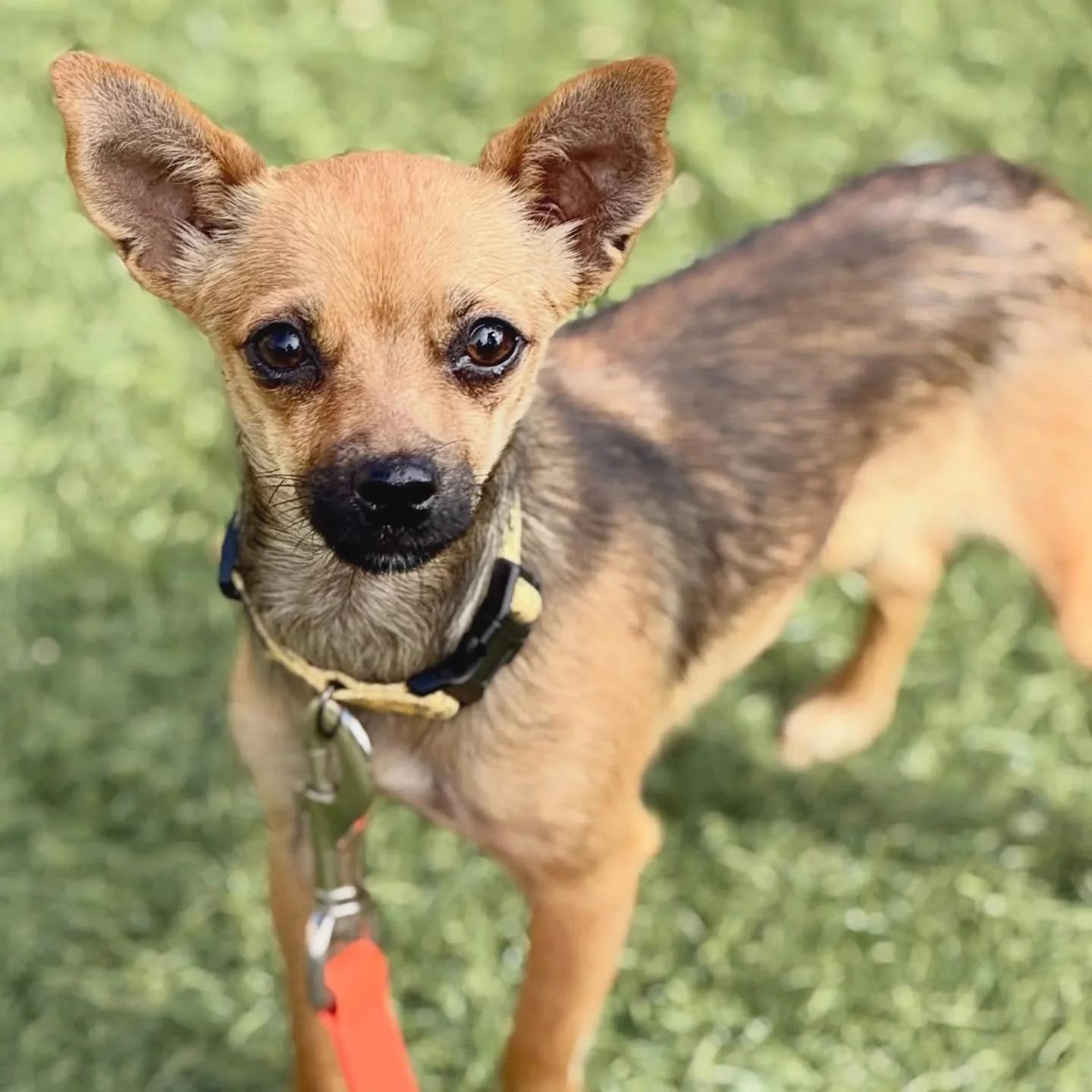Enlarge MITZI, an adopted Chihuahua in San Francisco, CA image 1/1