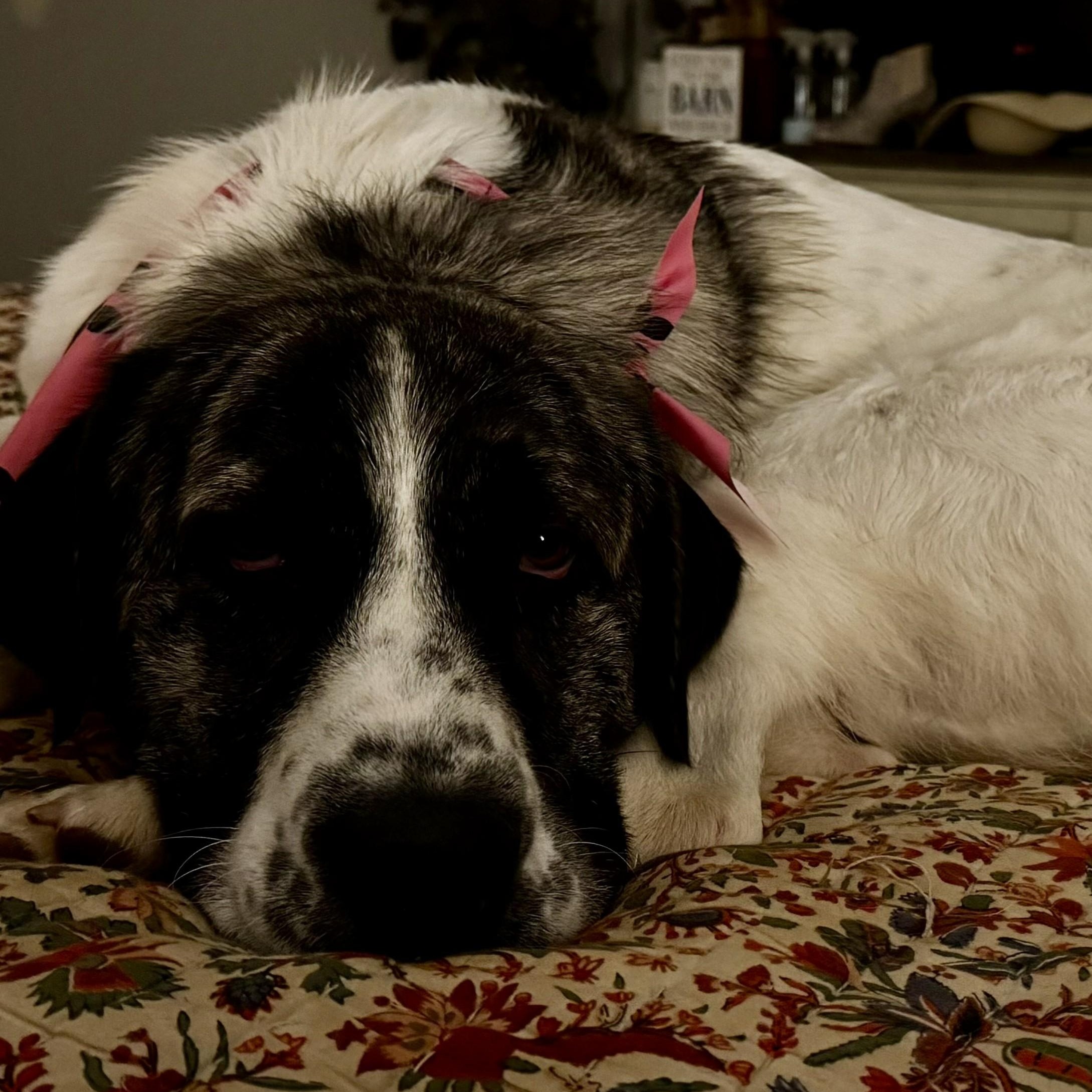 Enlarge Frances Eloise, a ADOPTABLE Great Pyrenees in Atlanta, GA image 4/4