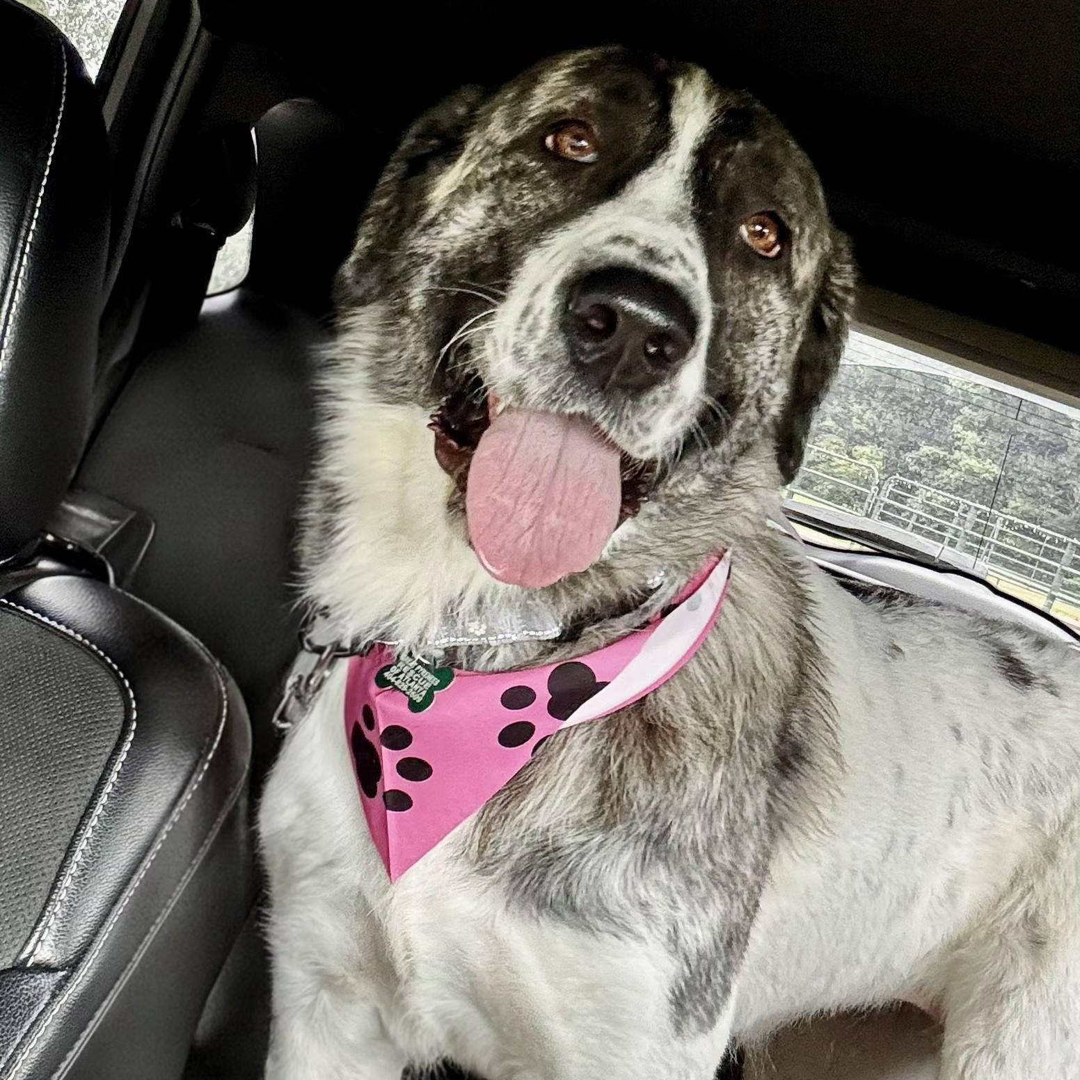 Enlarge Frances Eloise, a ADOPTABLE Great Pyrenees in Atlanta, GA image 2/4