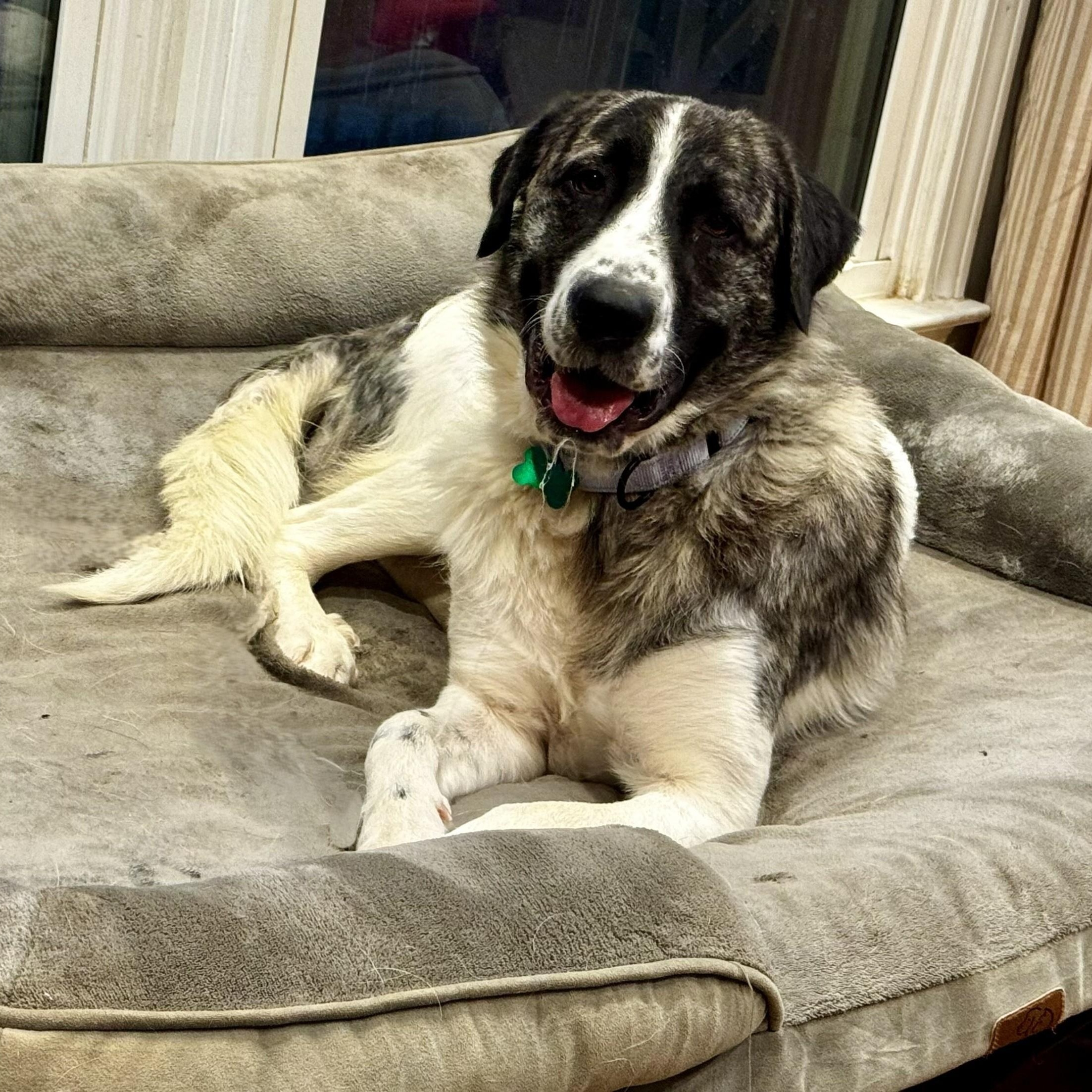 Enlarge Frances Eloise, a ADOPTABLE Great Pyrenees in Atlanta, GA image 1/4