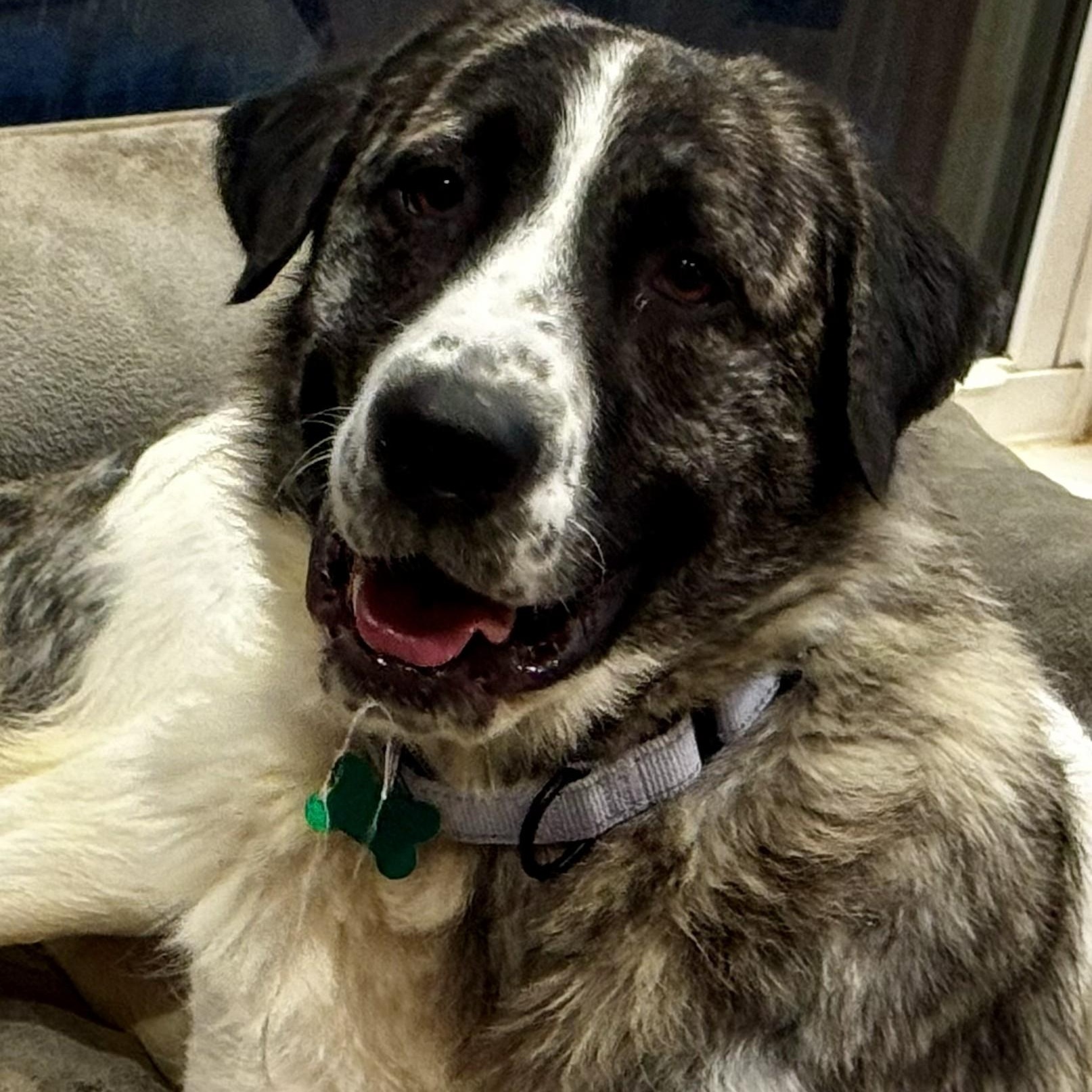 Enlarge Frances Eloise, a ADOPTABLE Great Pyrenees in Atlanta, GA image 3/4