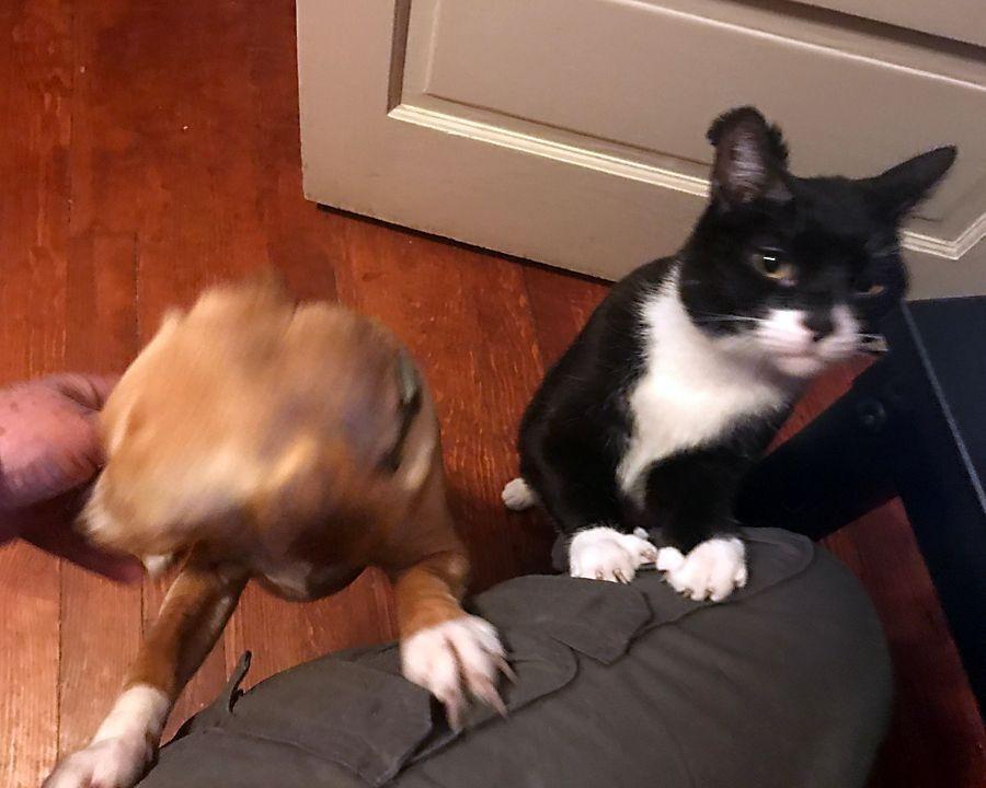 Enlarge Frick, a Adoptable Domestic Short Hair in Redlands, CA image 1/4