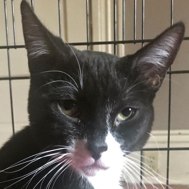 Enlarge Frick, a Adoptable Domestic Short Hair in Redlands, CA image 2/4