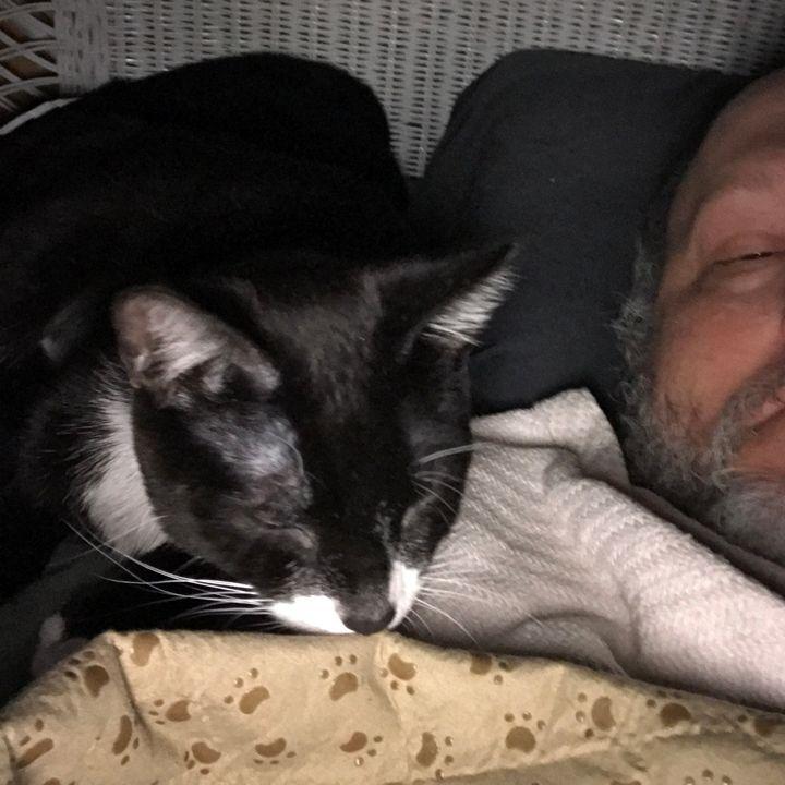 Enlarge Frick, a Adoptable Domestic Short Hair in Redlands, CA image 3/4