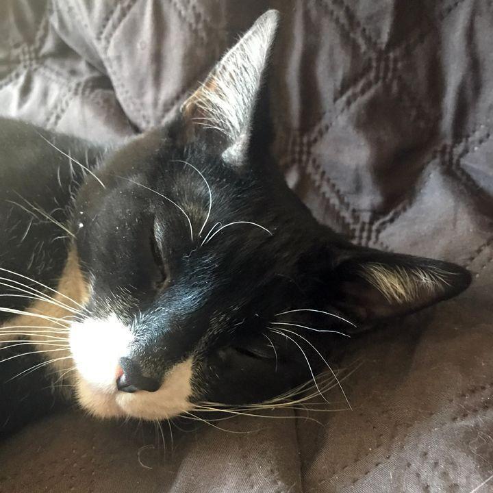 Enlarge Frick, a Adoptable Domestic Short Hair in Redlands, CA image 4/4