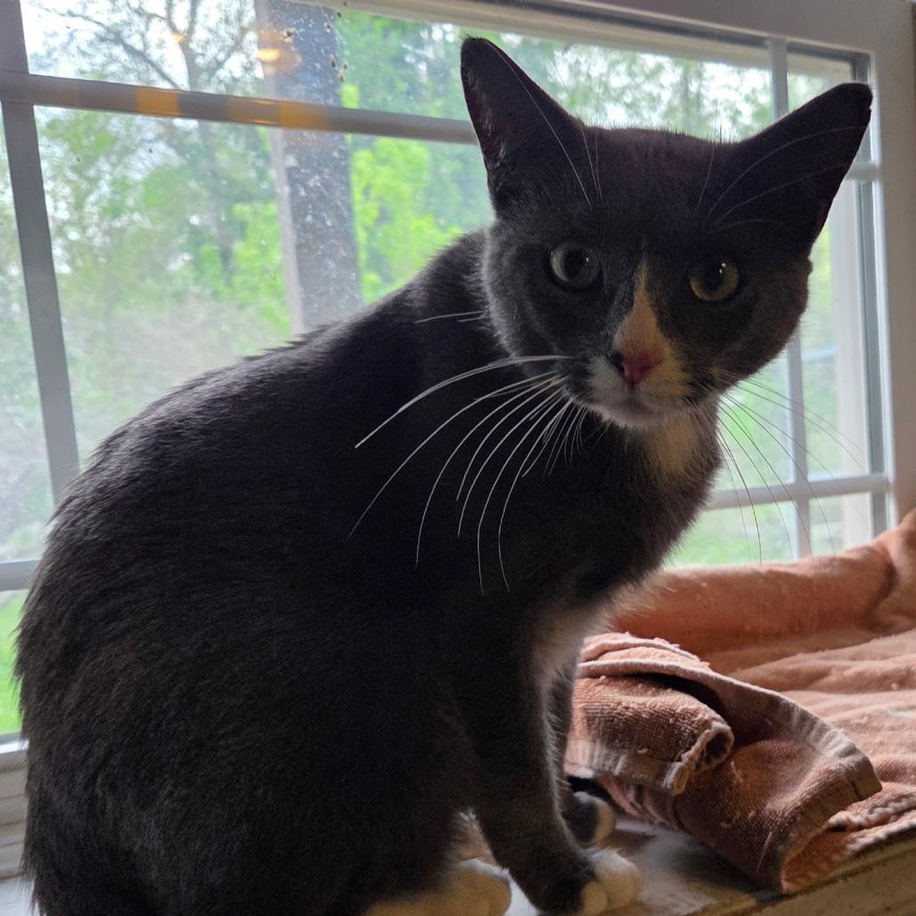 Kimber, Adoptable, Young Female Domestic Short Hair.