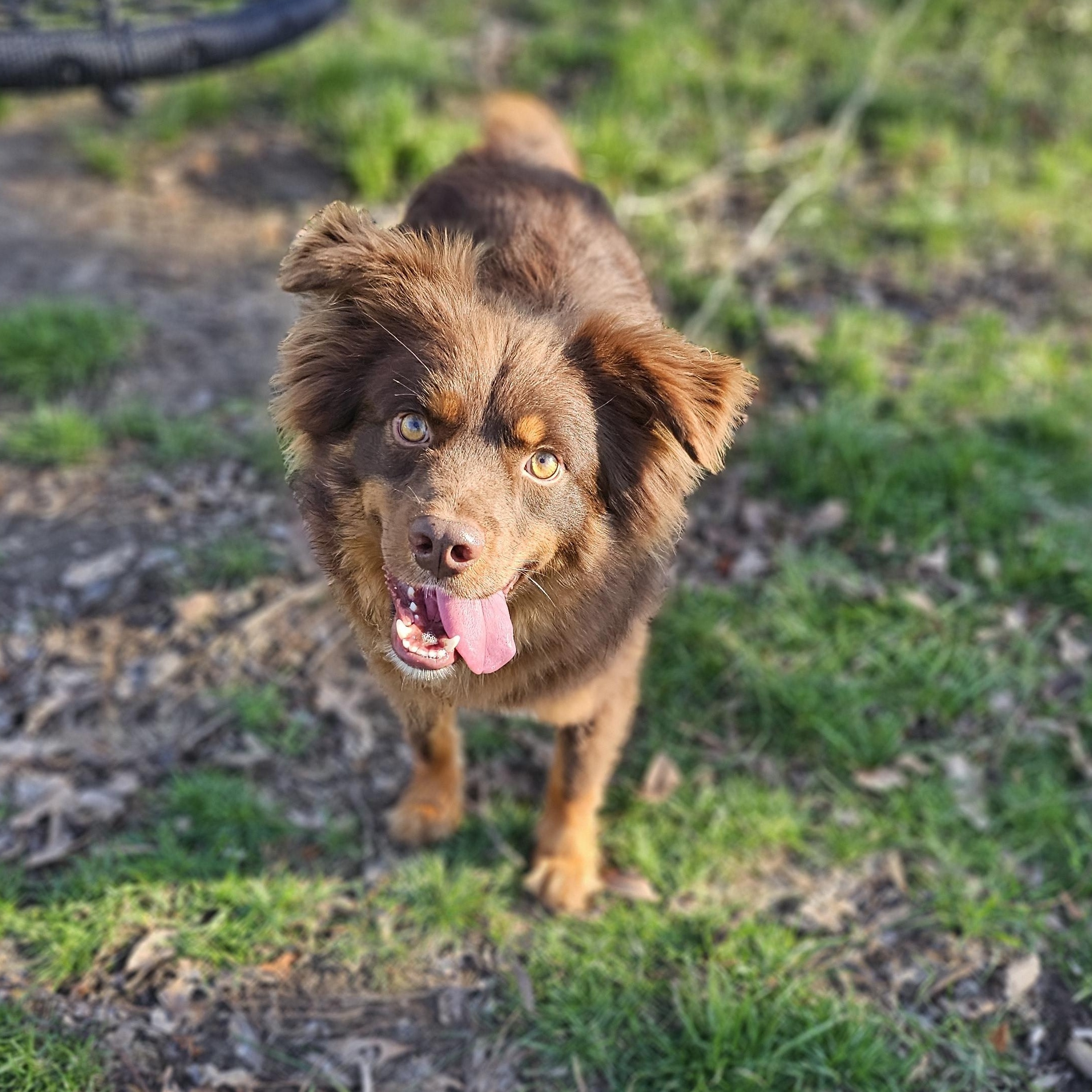 Enlarge Finn Springfield , a Adoptable mixed breed in Springfield , IL image 4/6
