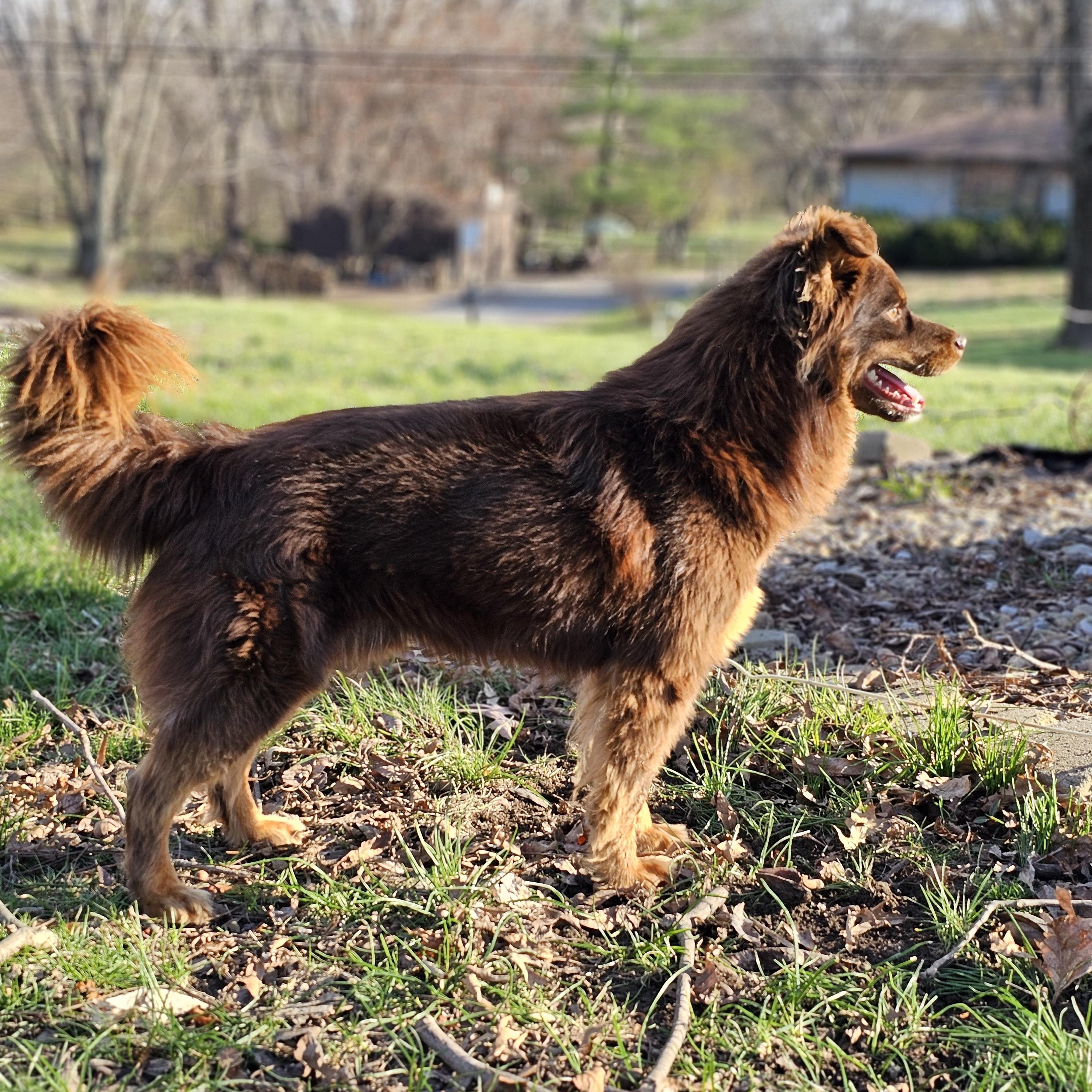 Enlarge Finn Springfield , a Adoptable mixed breed in Springfield , IL image 3/6