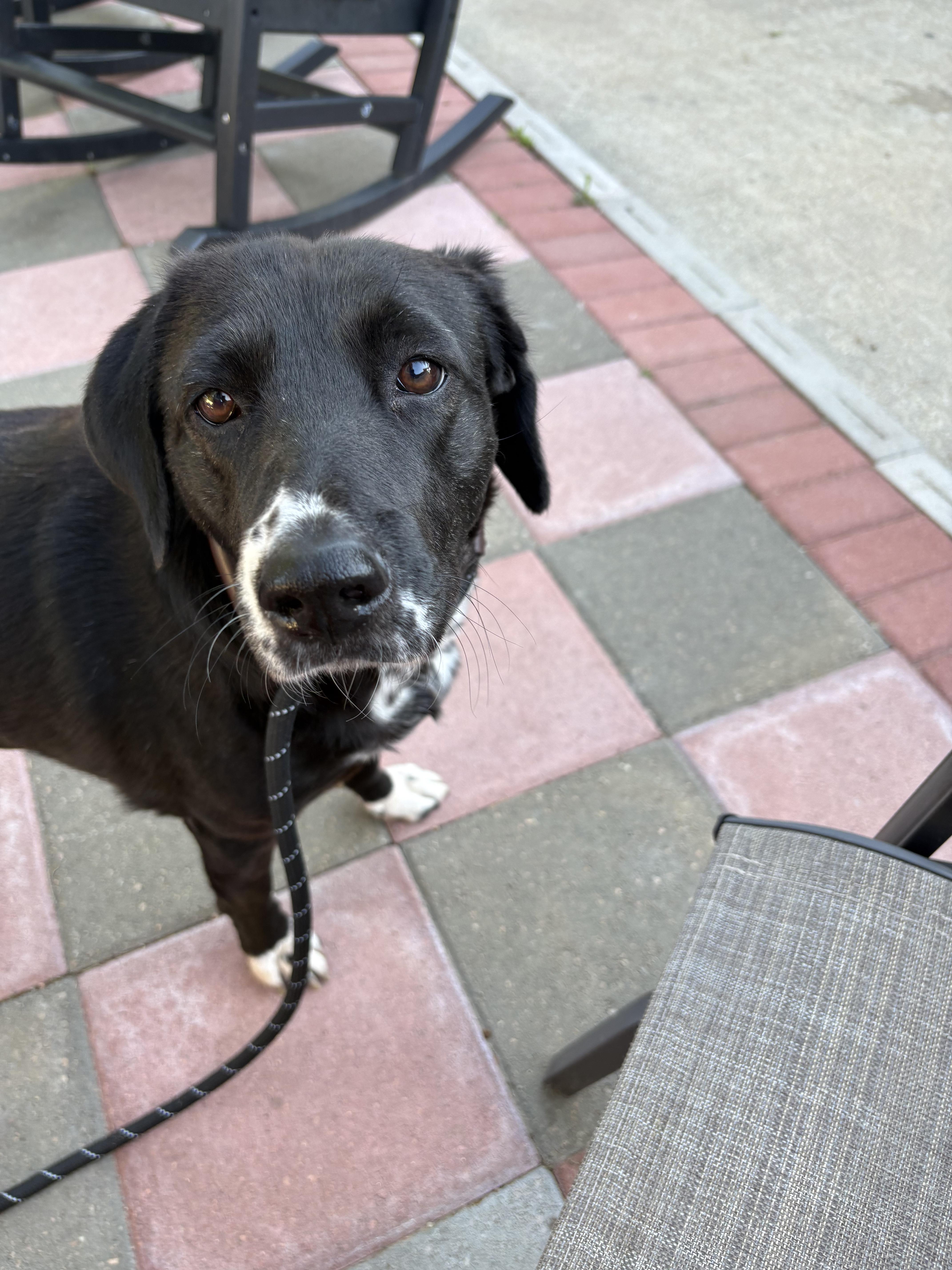 Enlarge Madeline, a Adoptable mixed breed in Commerce City, CO image 3/6