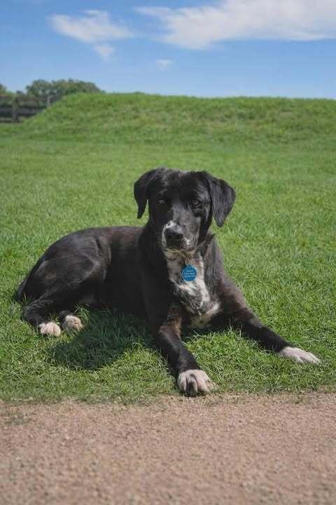 Enlarge Madeline, a Adoptable mixed breed in Commerce City, CO image 6/6