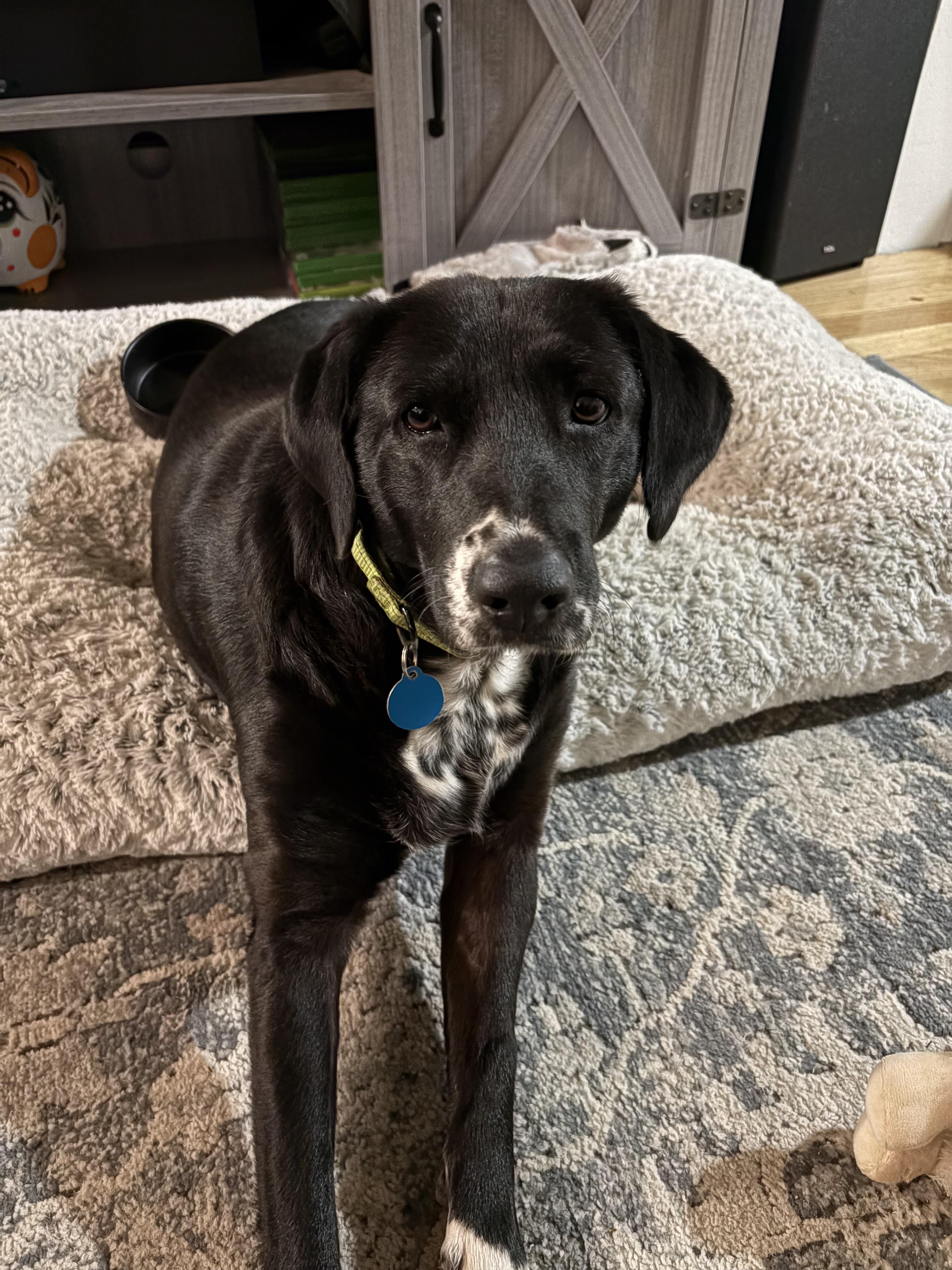 Enlarge Madeline, a Adoptable mixed breed in Commerce City, CO image 4/6