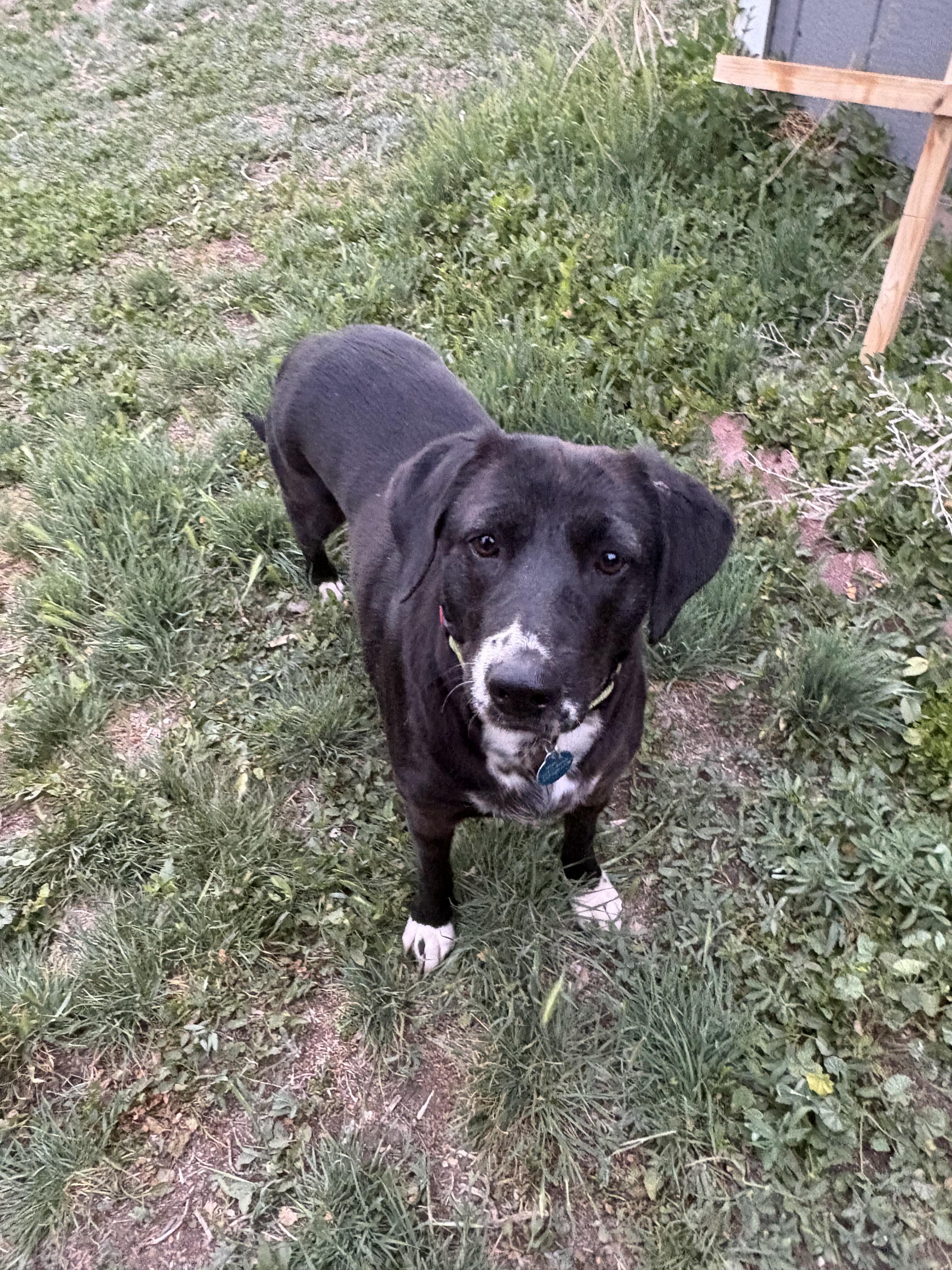 Enlarge Madeline, a Adoptable mixed breed in Commerce City, CO image 2/6