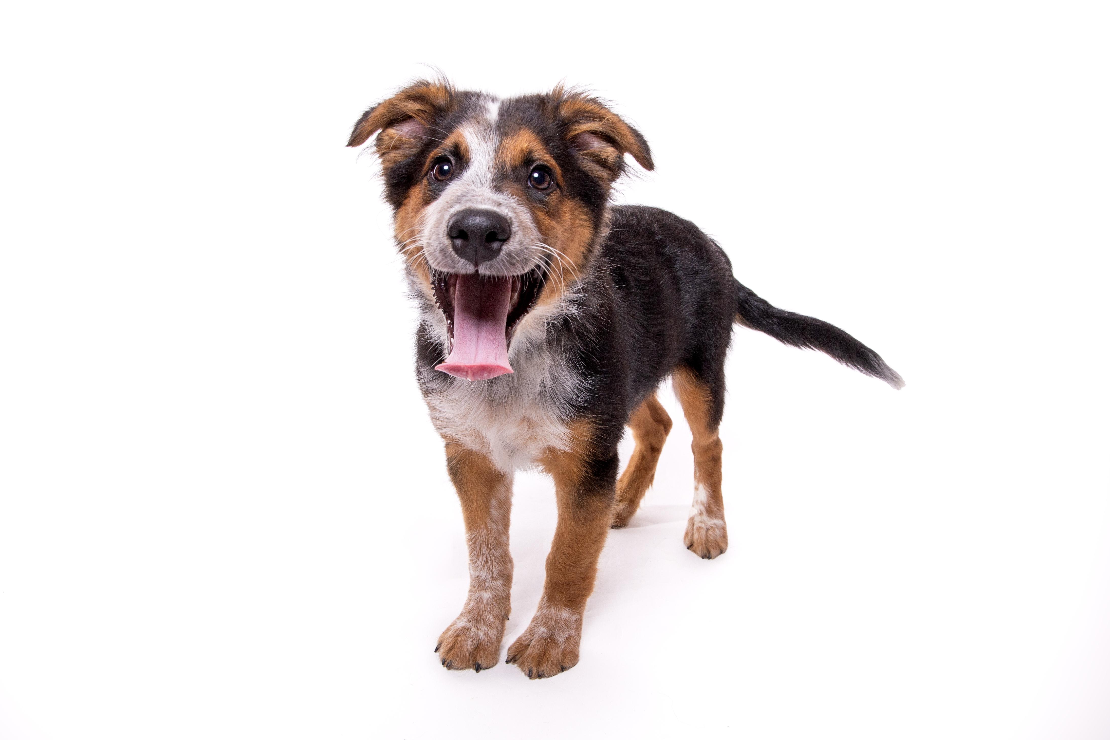 Enlarge Jack, a Adopted mixed breed in Royse City, TX image 2/6