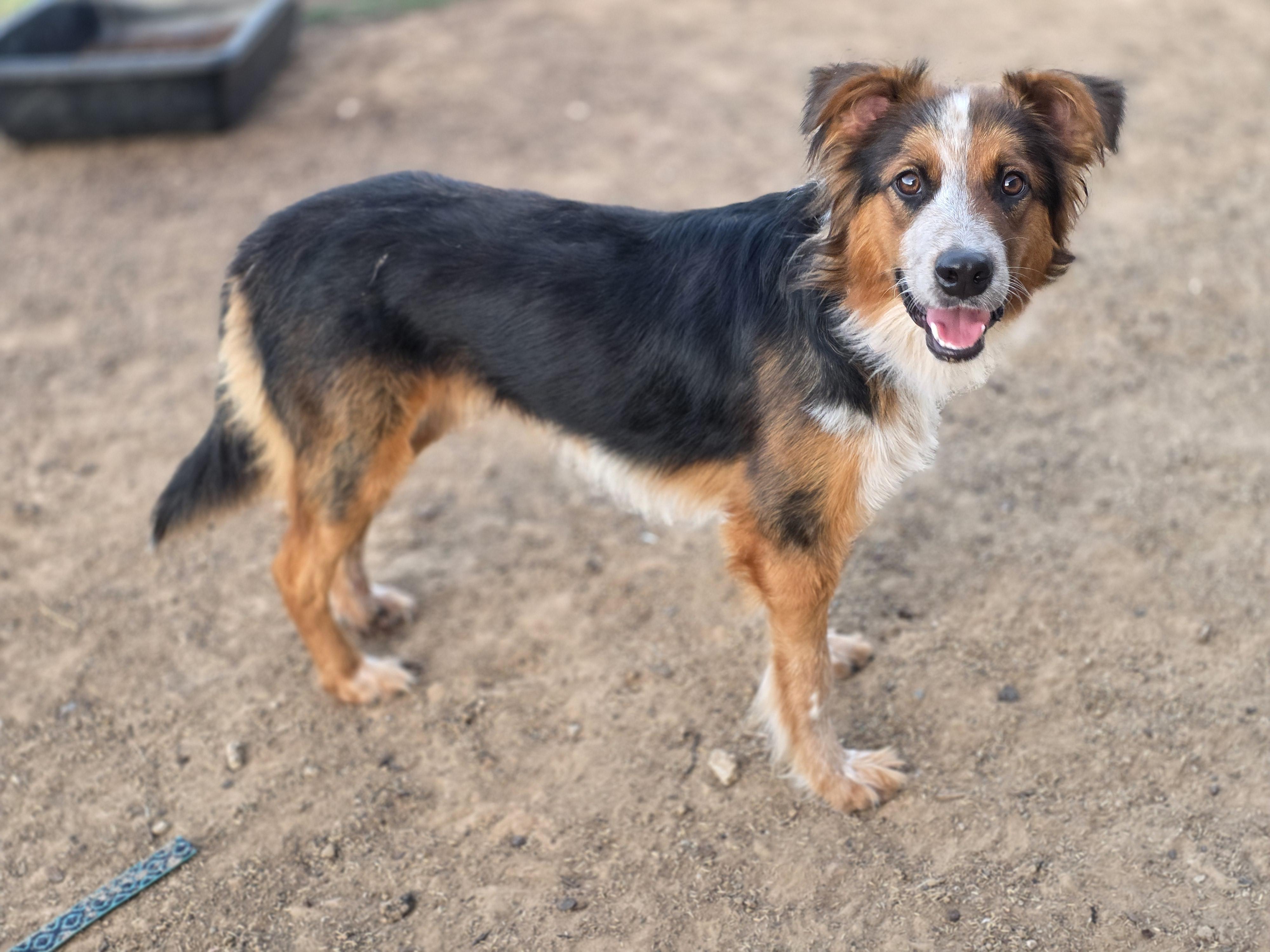 Enlarge Jack, a Adopted mixed breed in Royse City, TX image 4/6