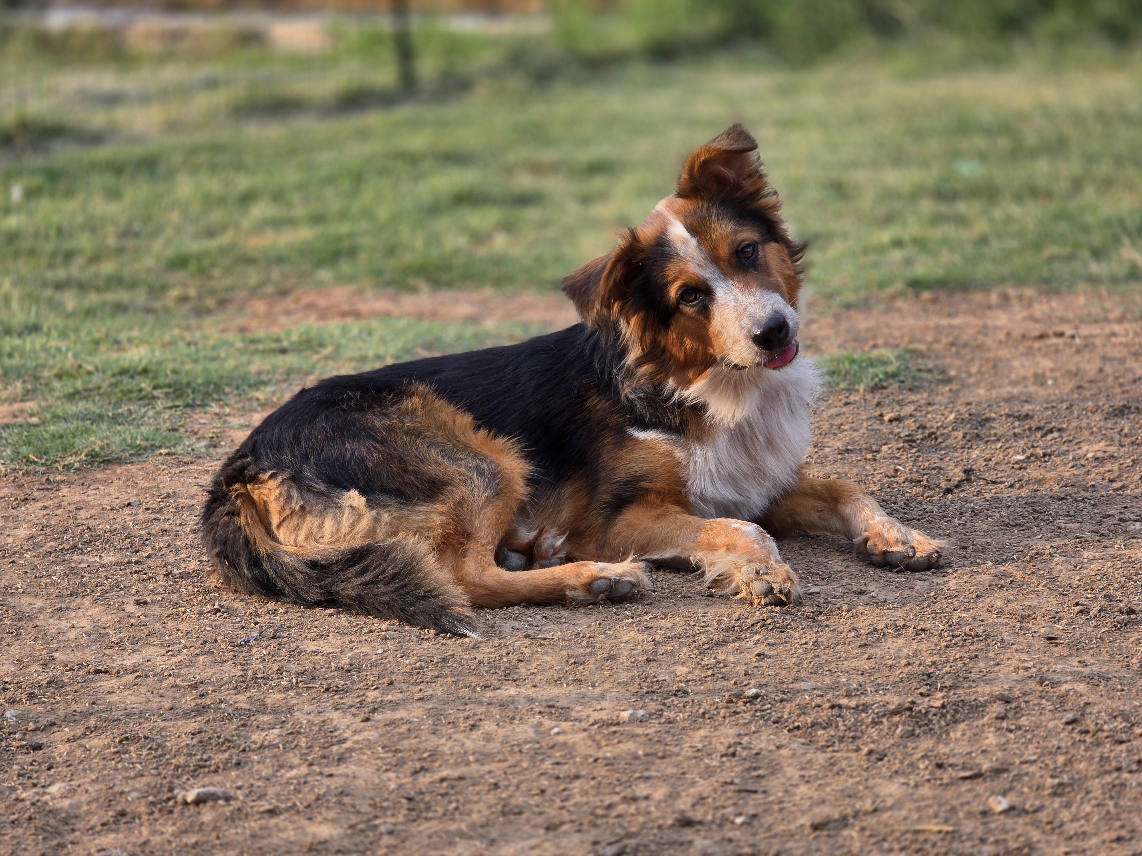 Jack, Adopted, Adult Male Australian Cattle Dog / Blue Heeler & German Shepherd Dog.
