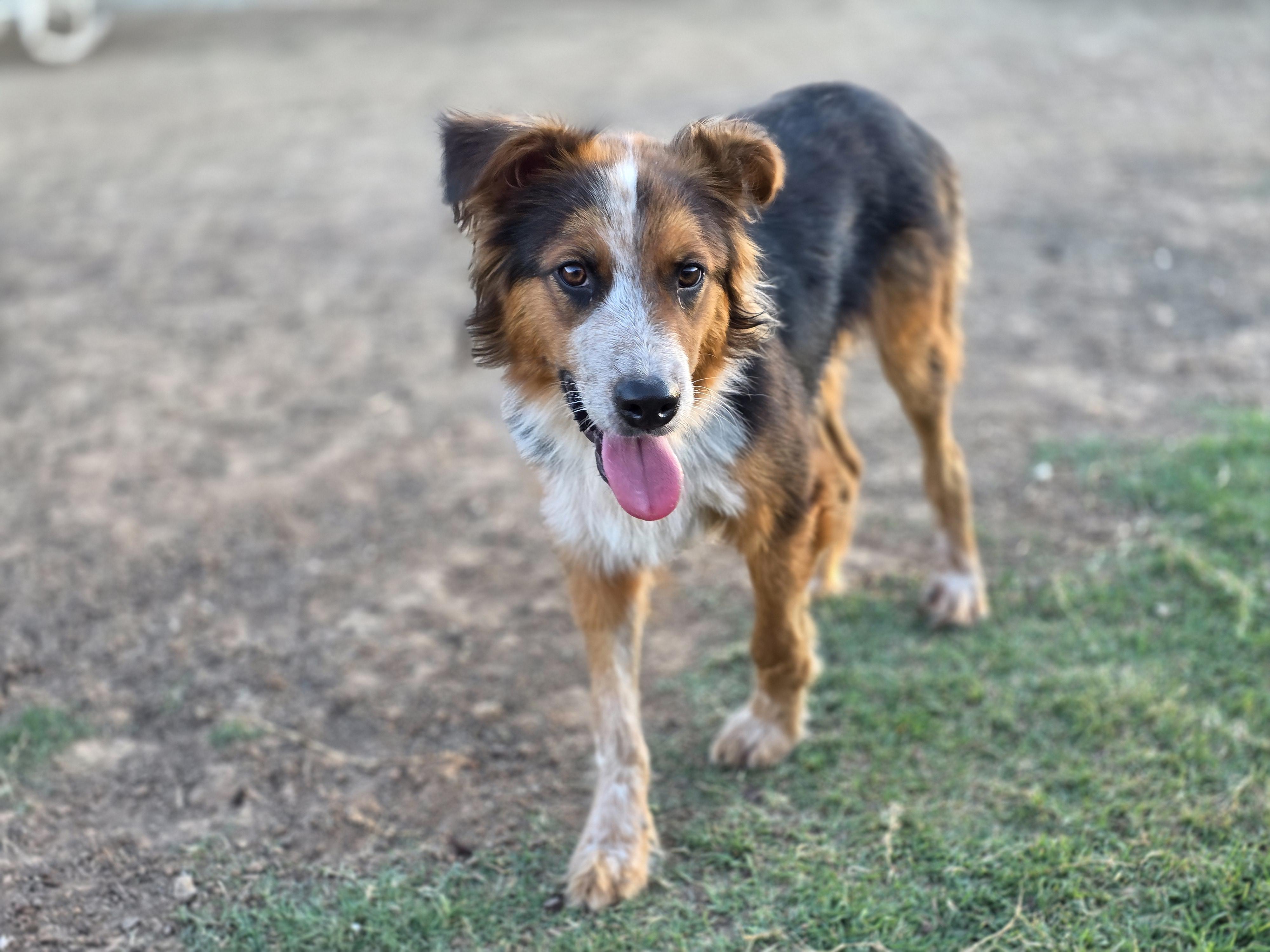 Enlarge Jack, a Adopted mixed breed in Royse City, TX image 3/6