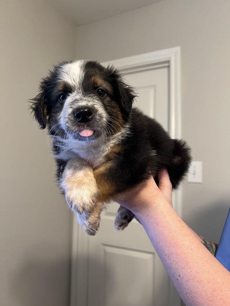 Enlarge Jack, a Adopted mixed breed in Royse City, TX image 5/6