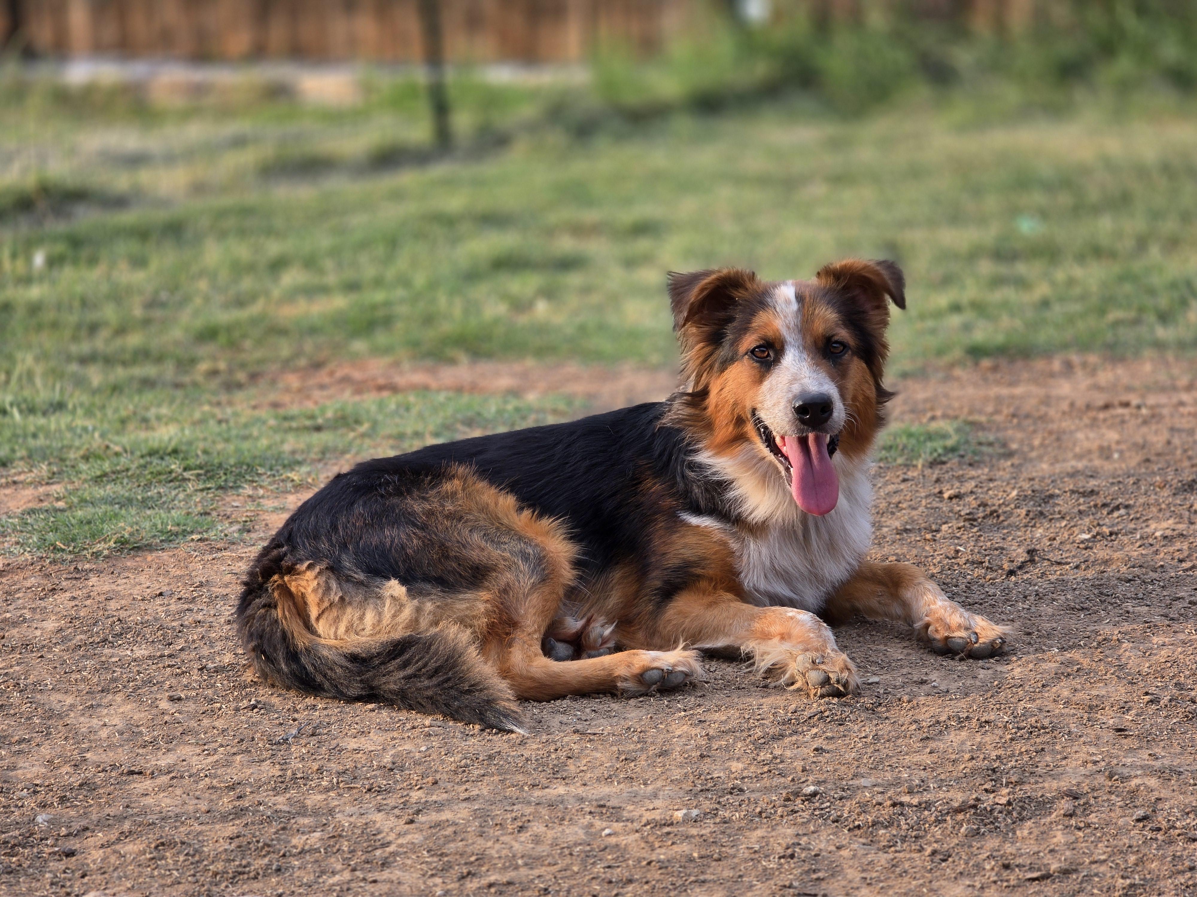 Enlarge Jack, a Adopted mixed breed in Royse City, TX image 6/6