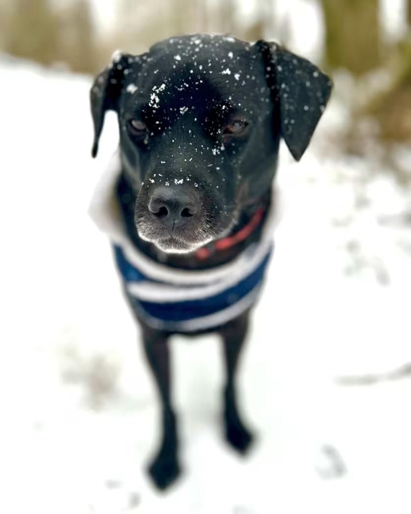 Enlarge Granger, a ADOPTABLE mixed breed in PORTLAND, OR image 3/4