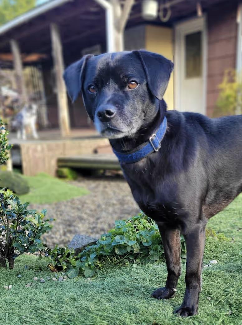Enlarge Granger, a ADOPTABLE mixed breed in PORTLAND, OR image 2/4