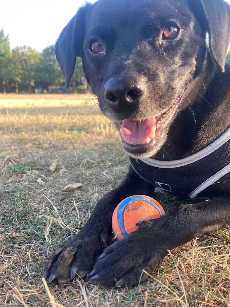 Enlarge Granger, a ADOPTABLE mixed breed in PORTLAND, OR image 1/4