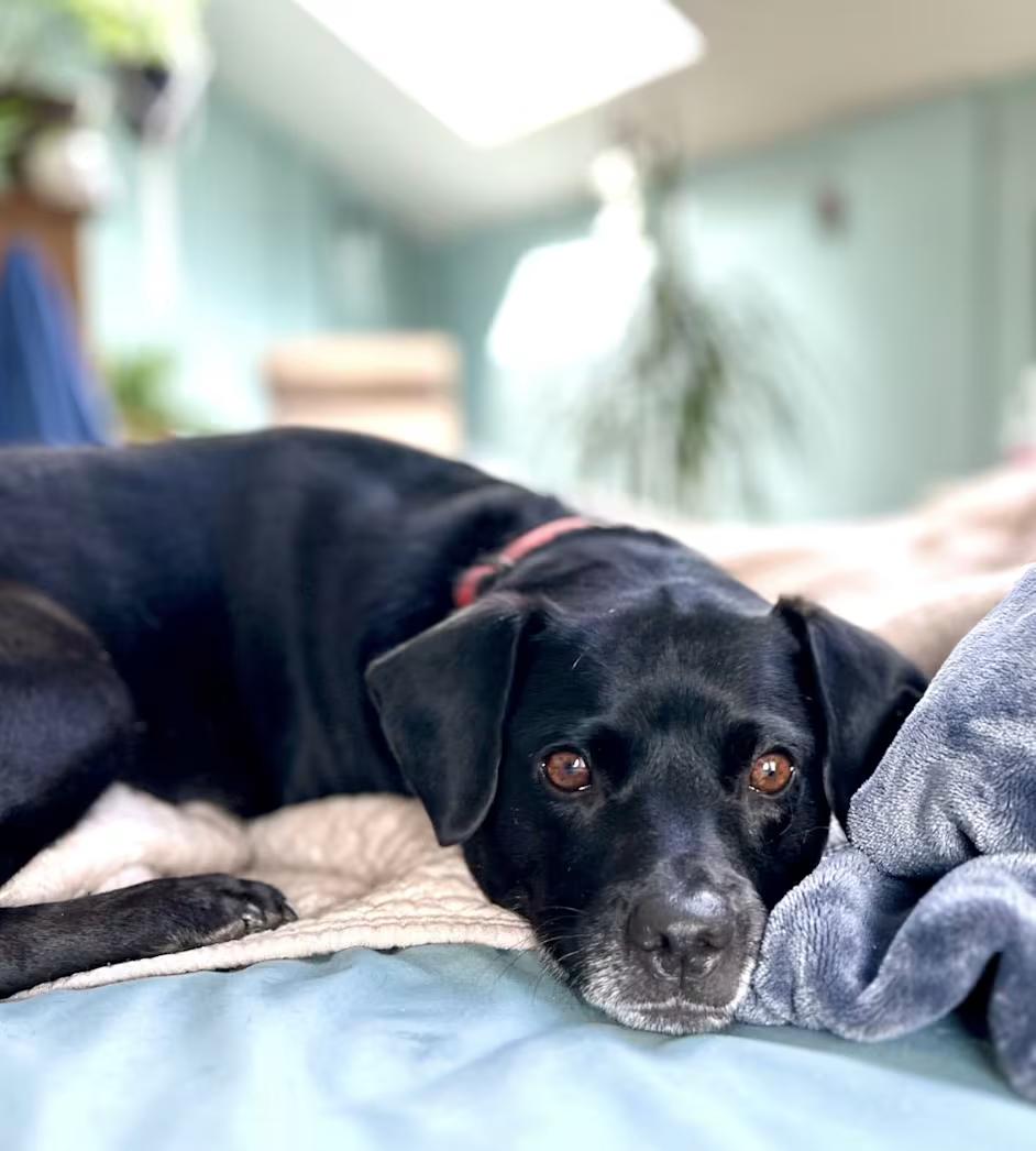 Enlarge Granger, a ADOPTABLE mixed breed in PORTLAND, OR image 4/4