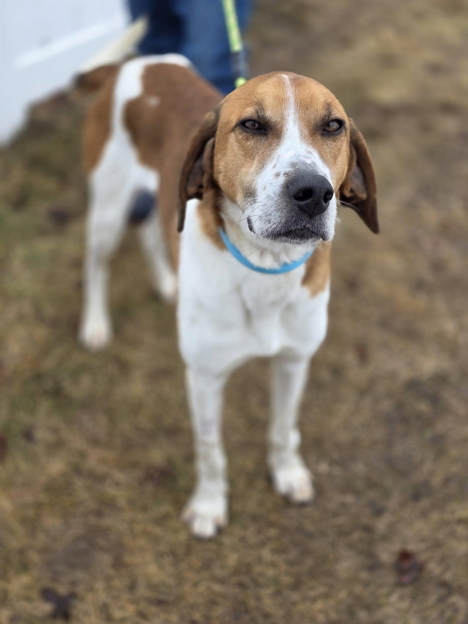 Duncan, adopted, Adult Male English Coonhound.