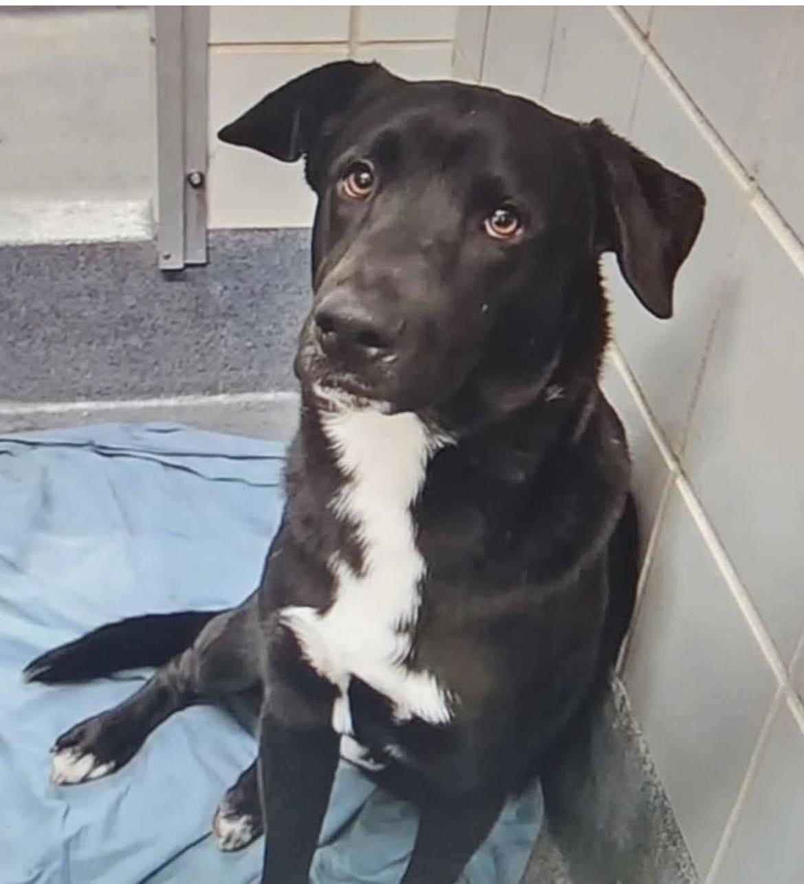 Enlarge Beau, a ADOPTABLE mixed breed in Winsted, CT image 2/2