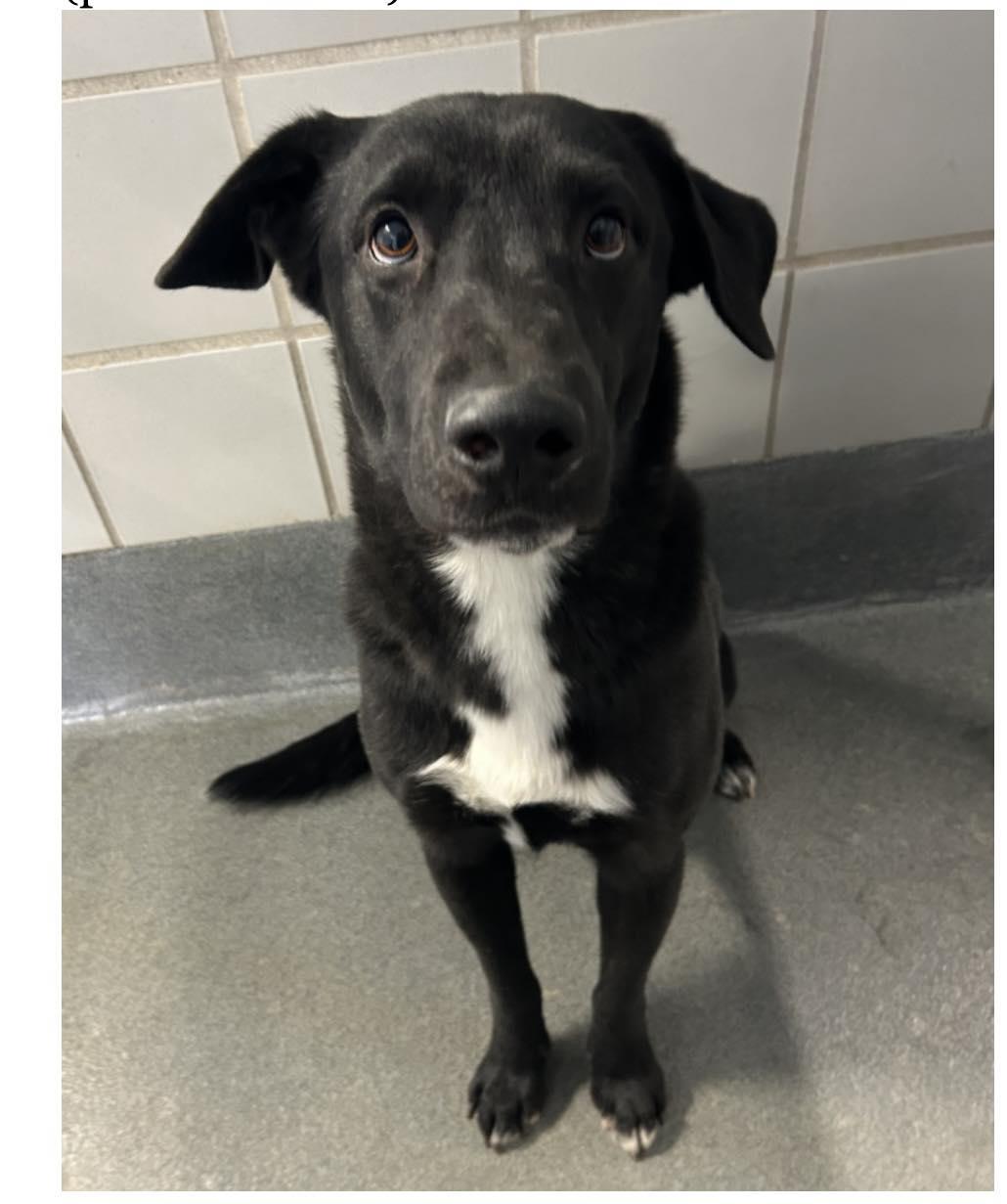 Beau, ADOPTABLE, Young Male Black Labrador Retriever.