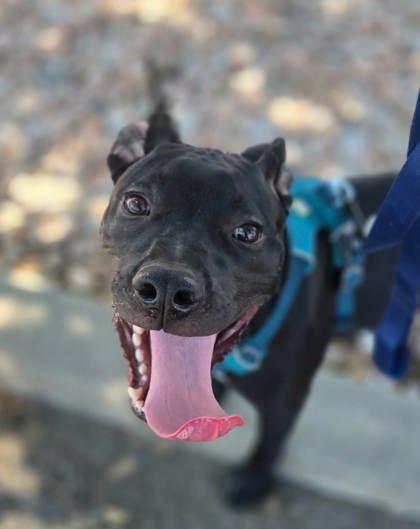 Enlarge Murphy, a ADOPTABLE mixed breed in Canon City, CO image 1/1