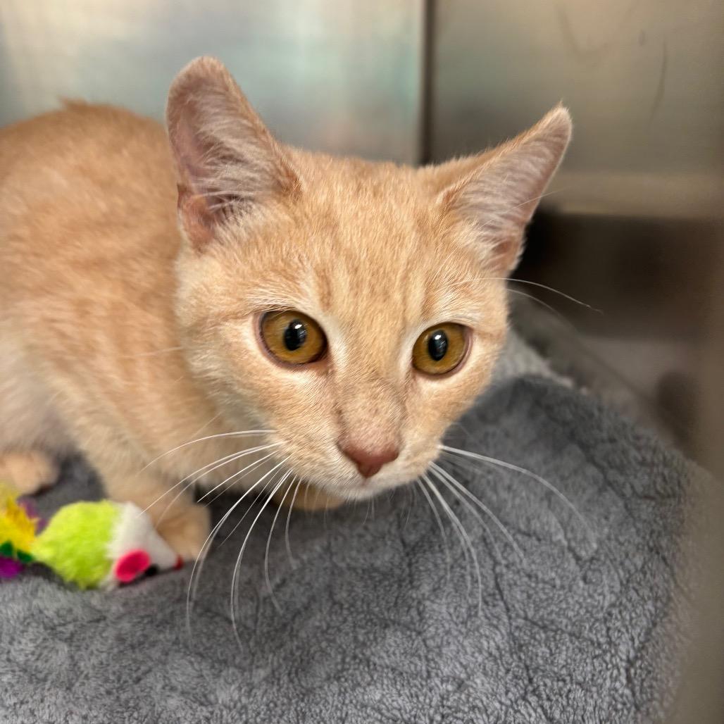Buff, Adoptable, Kitten Male Domestic Short Hair & Domestic Short Hair.