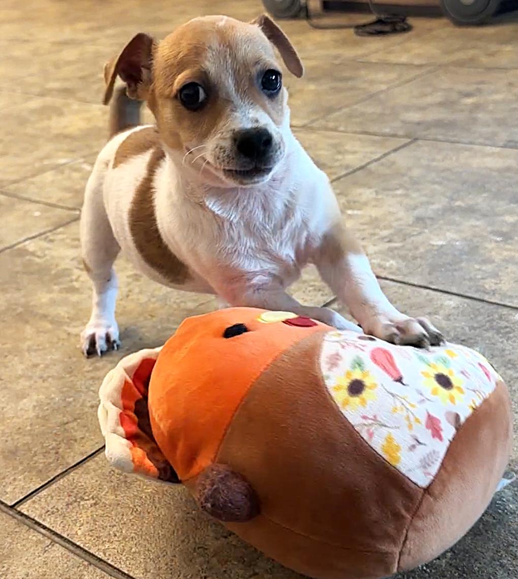 Apolo 9874, adopted, Puppy Male Chihuahua.