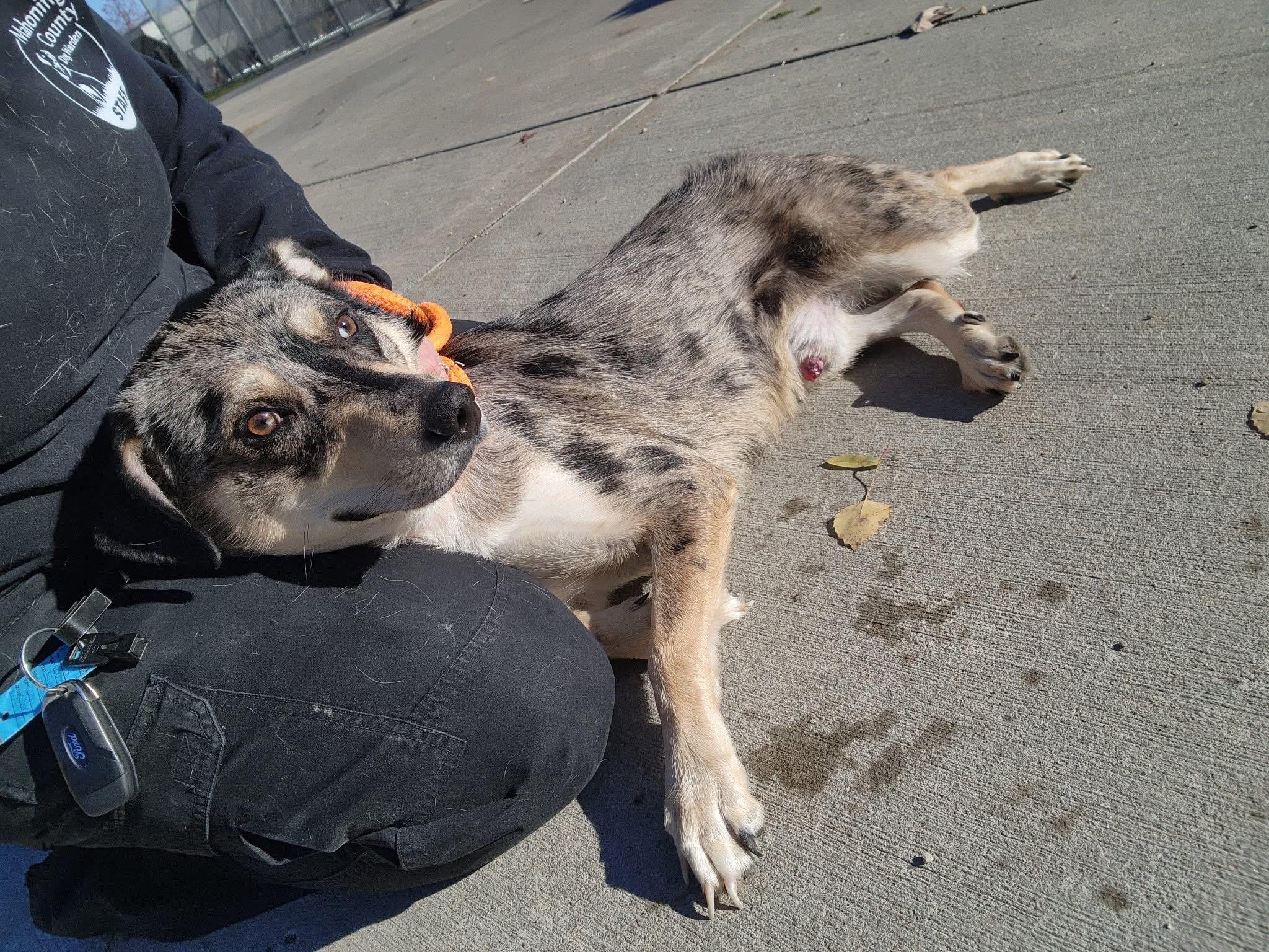 Enlarge Ed, a Adoptable mixed breed in Youngstown, OH image 1/4