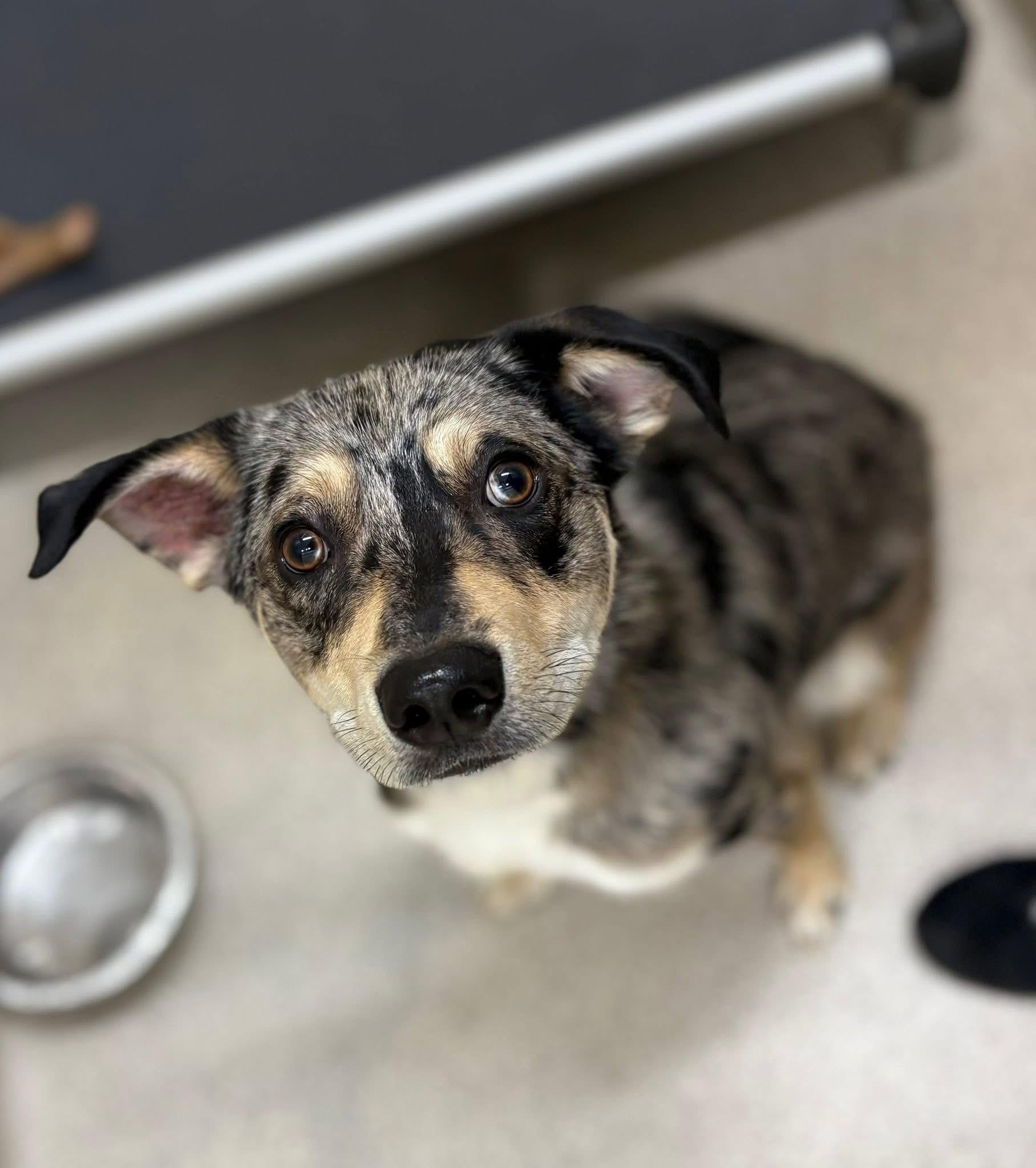 Enlarge Ed, a Adoptable mixed breed in Youngstown, OH image 2/4