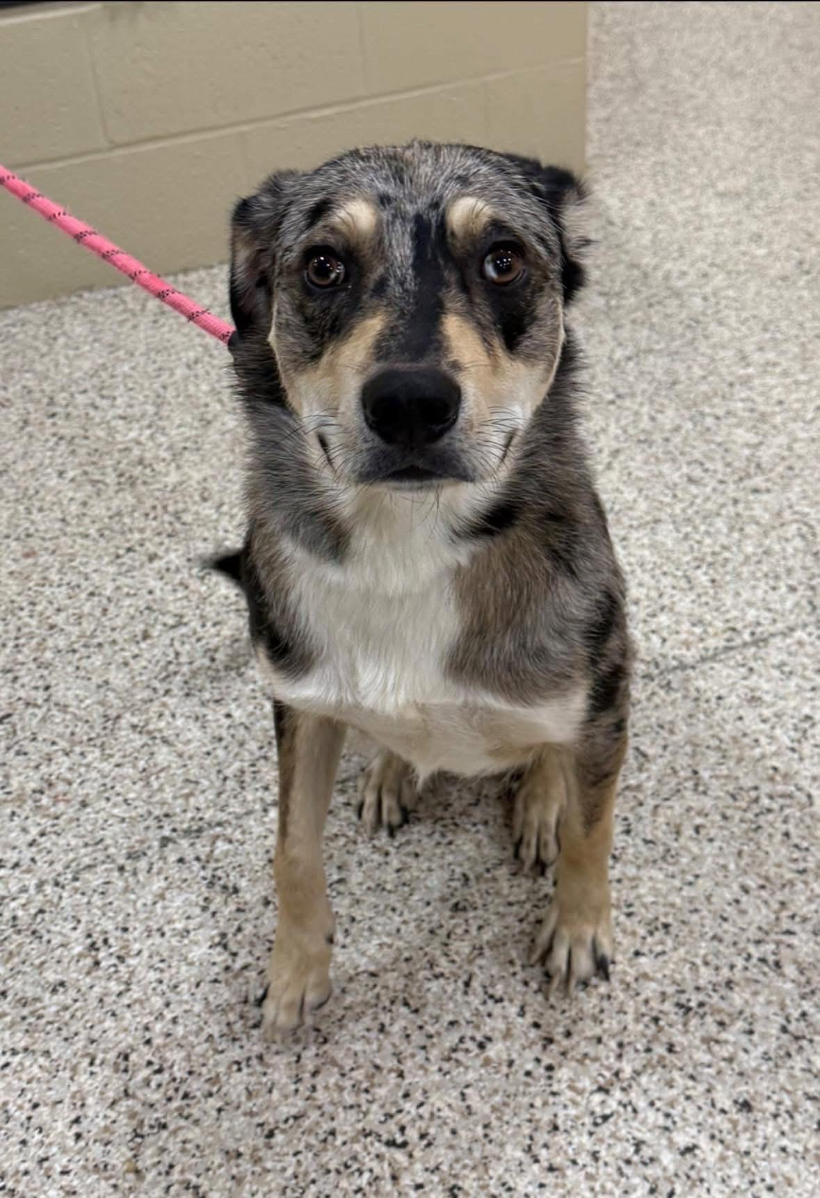 Enlarge Ed, a Adoptable mixed breed in Youngstown, OH image 4/4