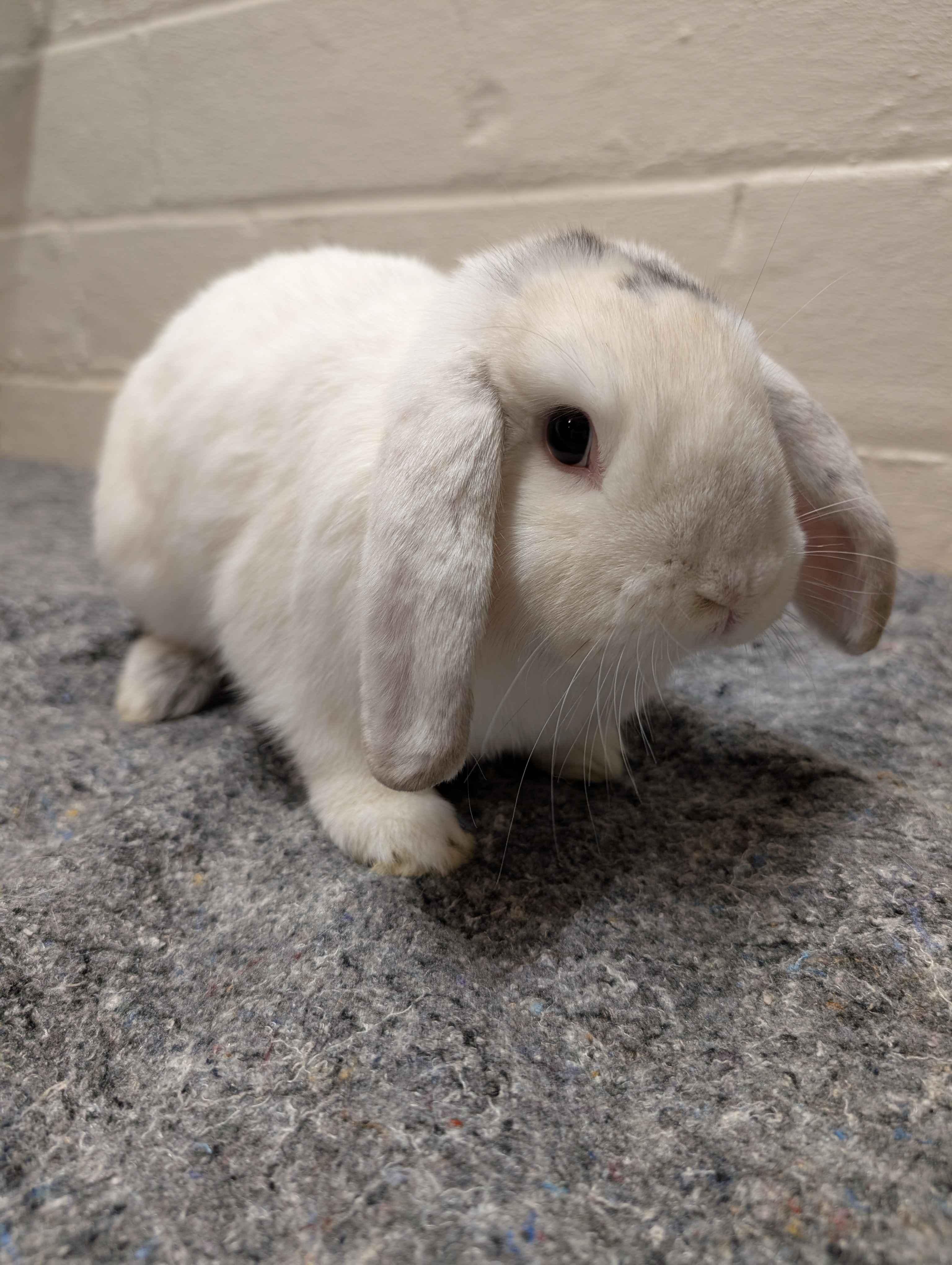 Enlarge Sesame, a ADOPTABLE Holland Lop in Canal Fulton, OH image 1/1