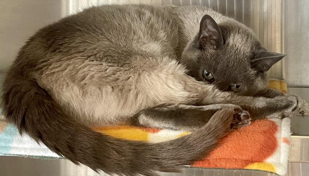 Enlarge W2 SMOKEY, a Adoptable mixed breed in Southbury, CT image 1/6