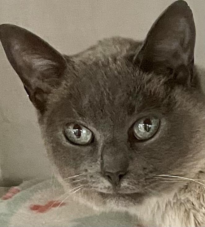 Enlarge W2 SMOKEY, a Adoptable mixed breed in Southbury, CT image 3/6