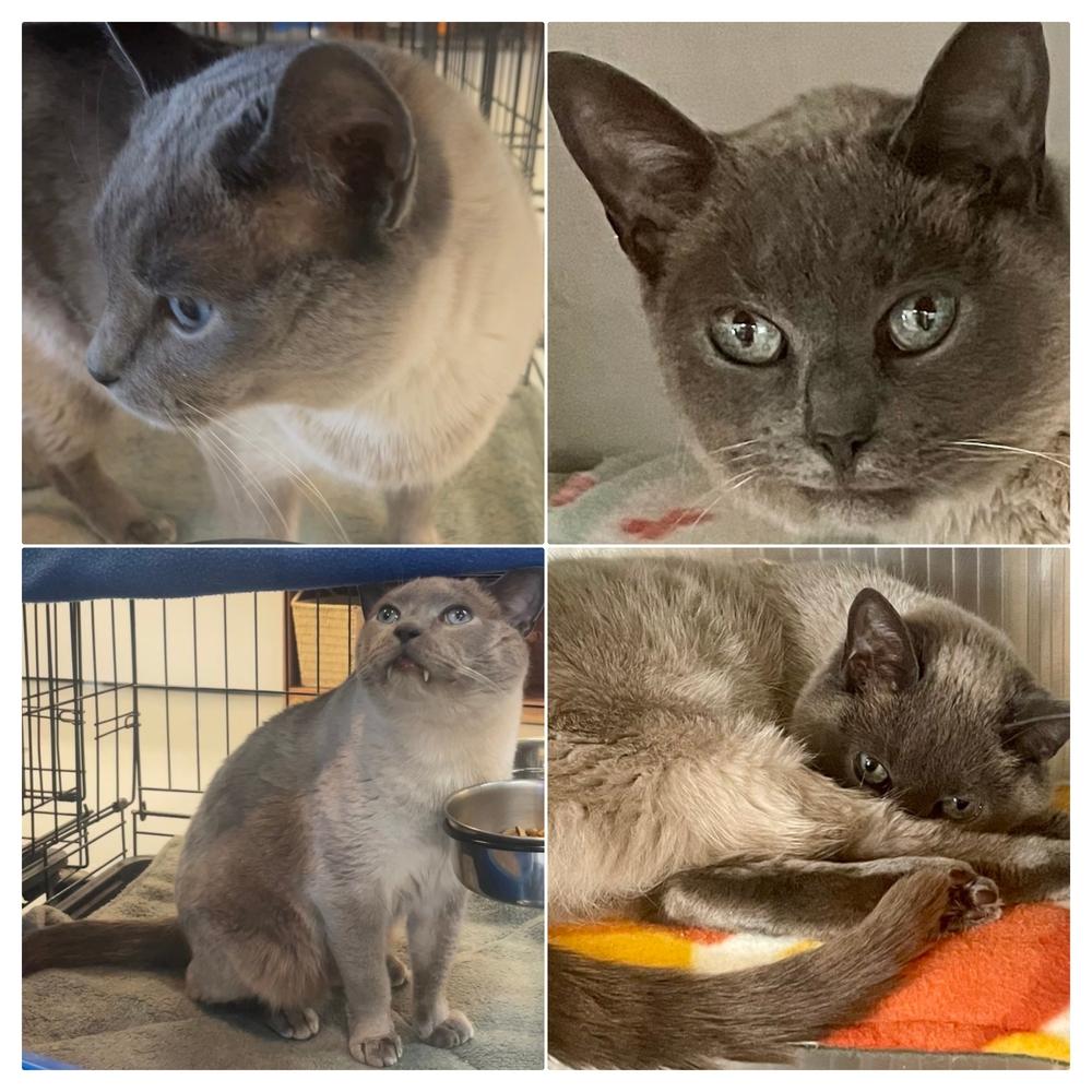 Enlarge W2 SMOKEY, a Adoptable mixed breed in Southbury, CT image 5/6