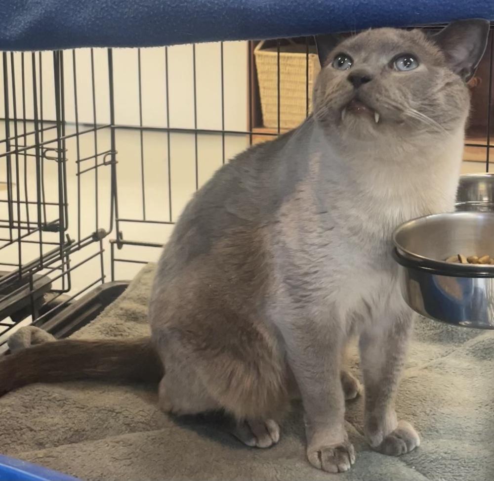 Enlarge W2 SMOKEY, a Adoptable mixed breed in Southbury, CT image 6/6