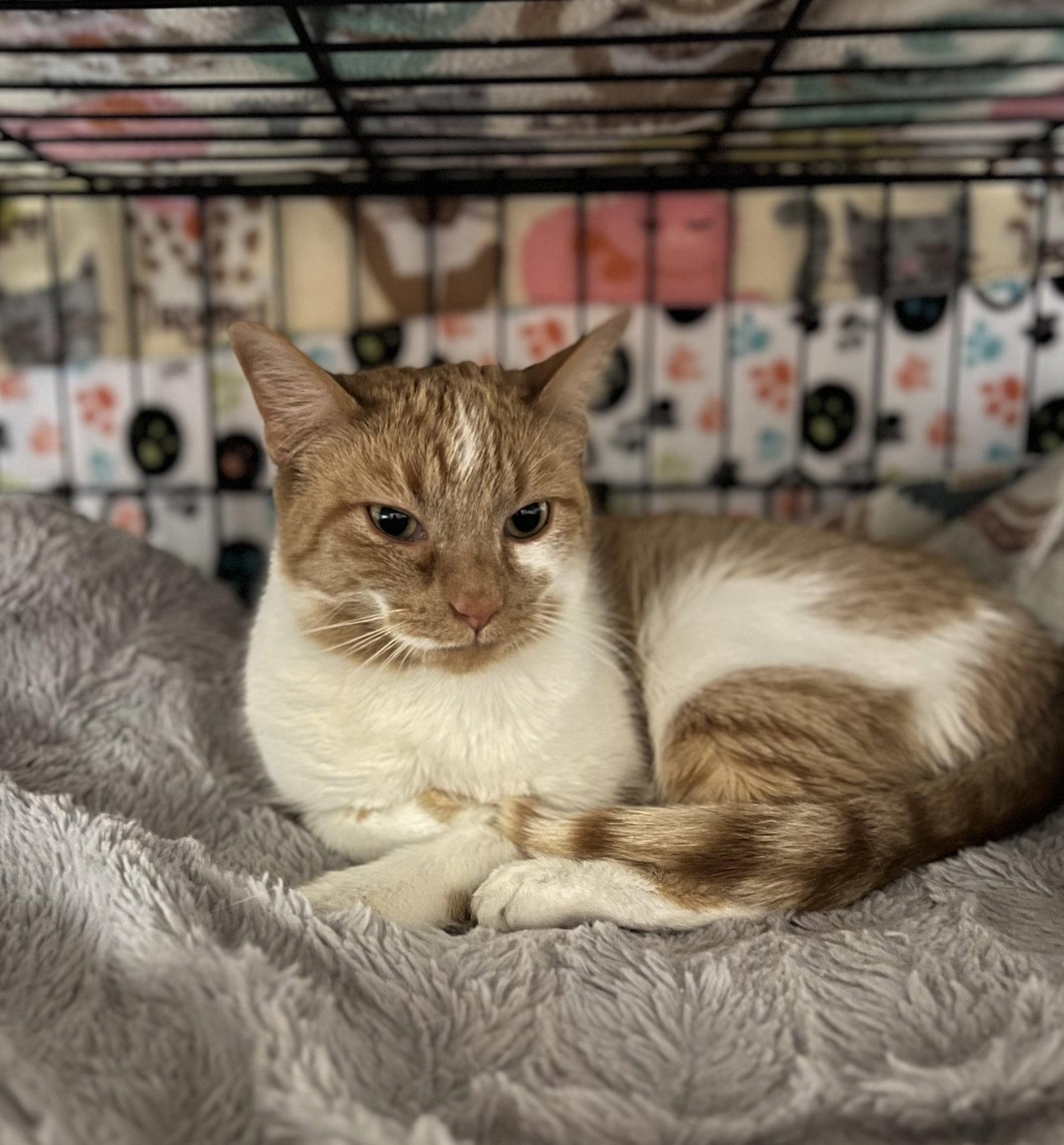 Enlarge Paige, a Adoptable Domestic Short Hair in Blasdell, NY image 1/1