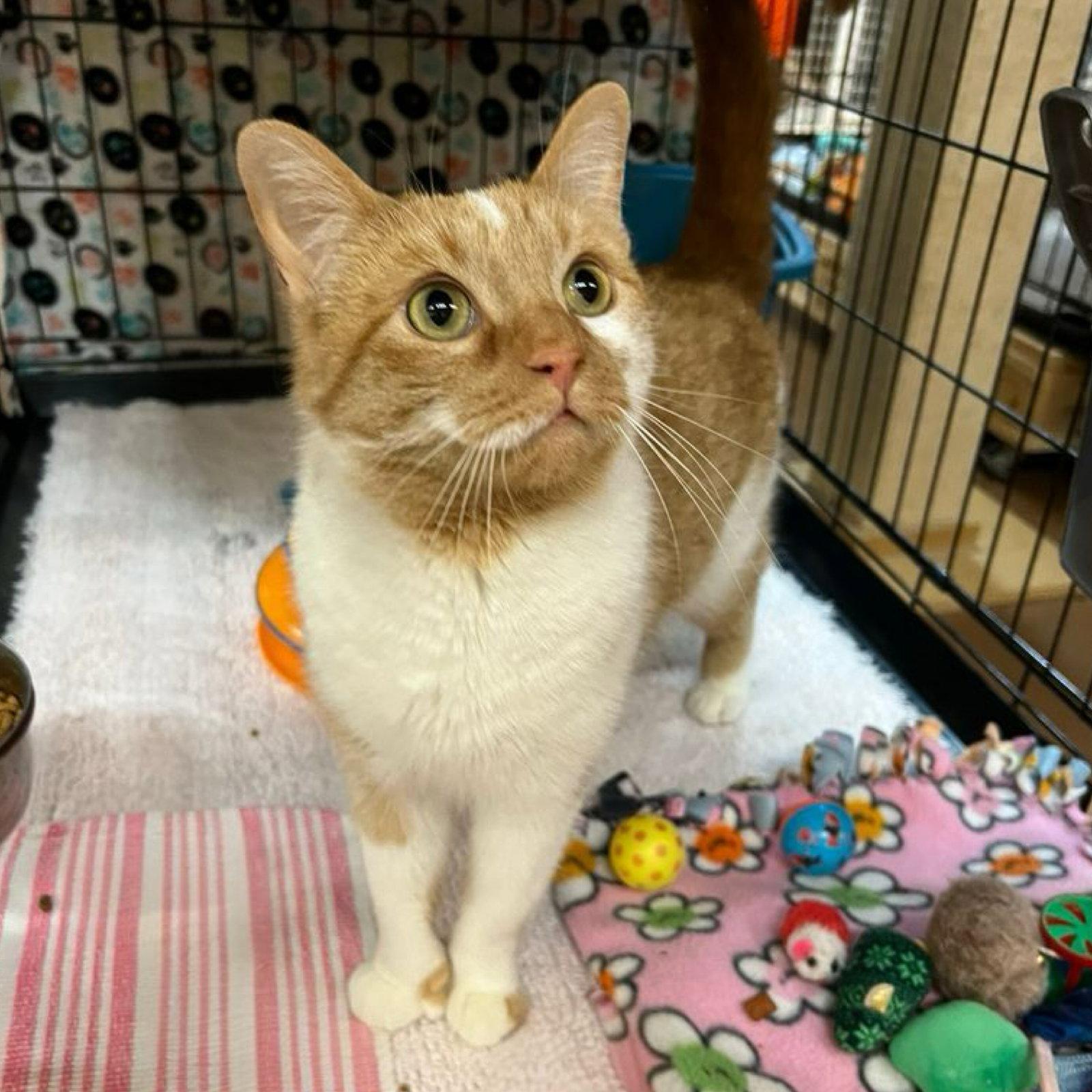 Paige, Adoptable, Young Female Domestic Short Hair.