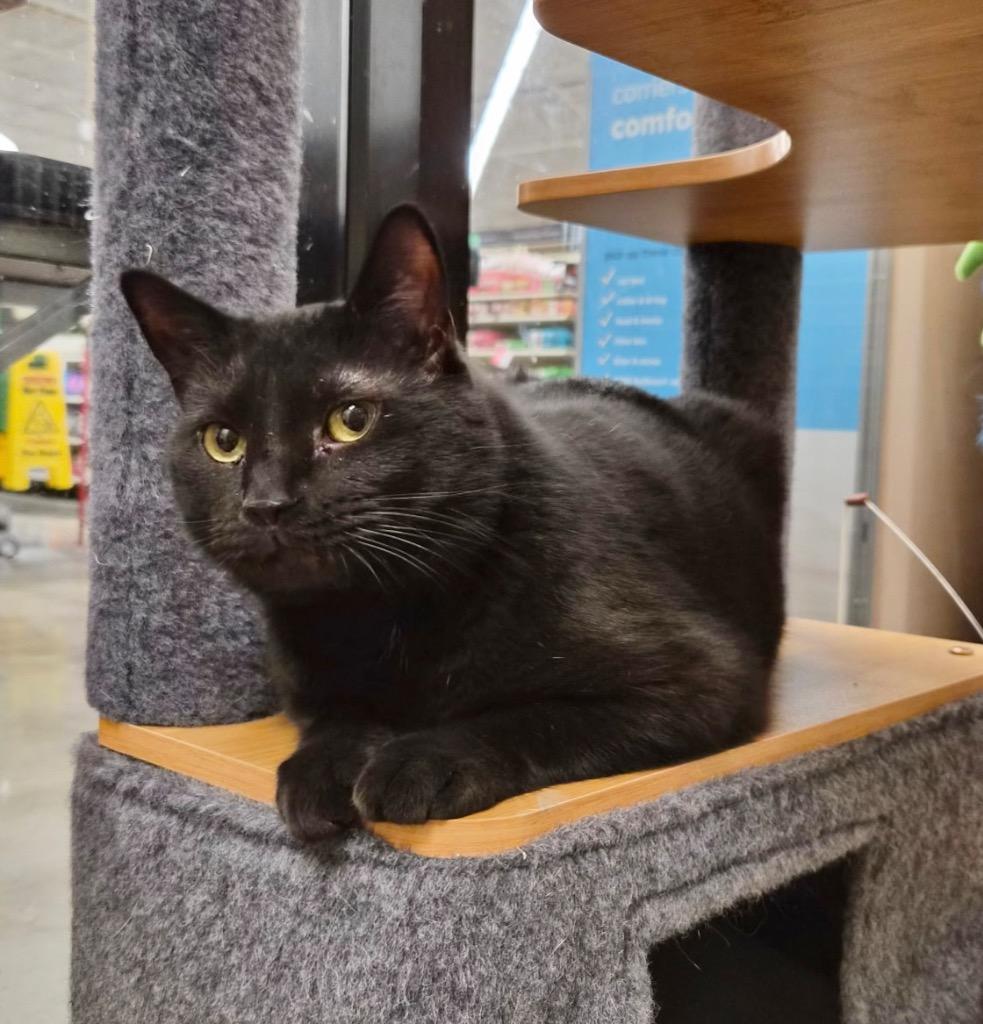 Hall, Adoptable, Adult Male Domestic Short Hair.