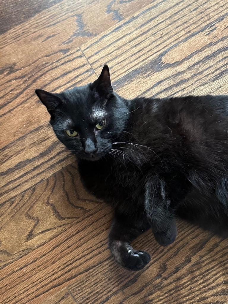 Enlarge Hall, a Adoptable mixed breed in Cumming, GA image 2/3