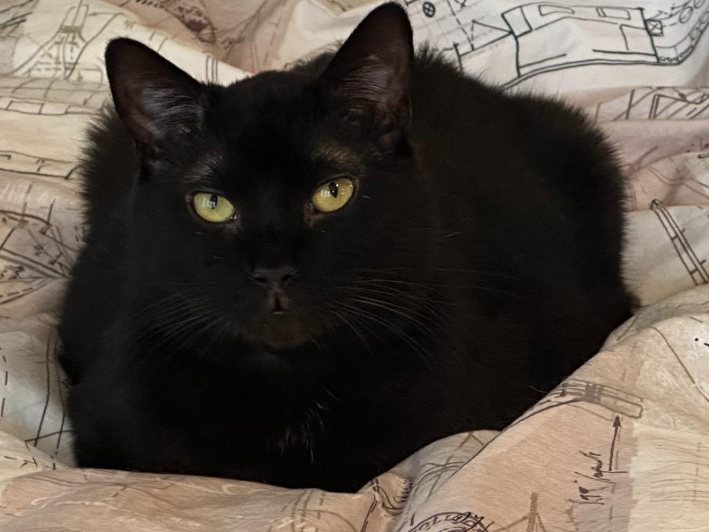 Enlarge Hall, a Adoptable mixed breed in Cumming, GA image 3/3