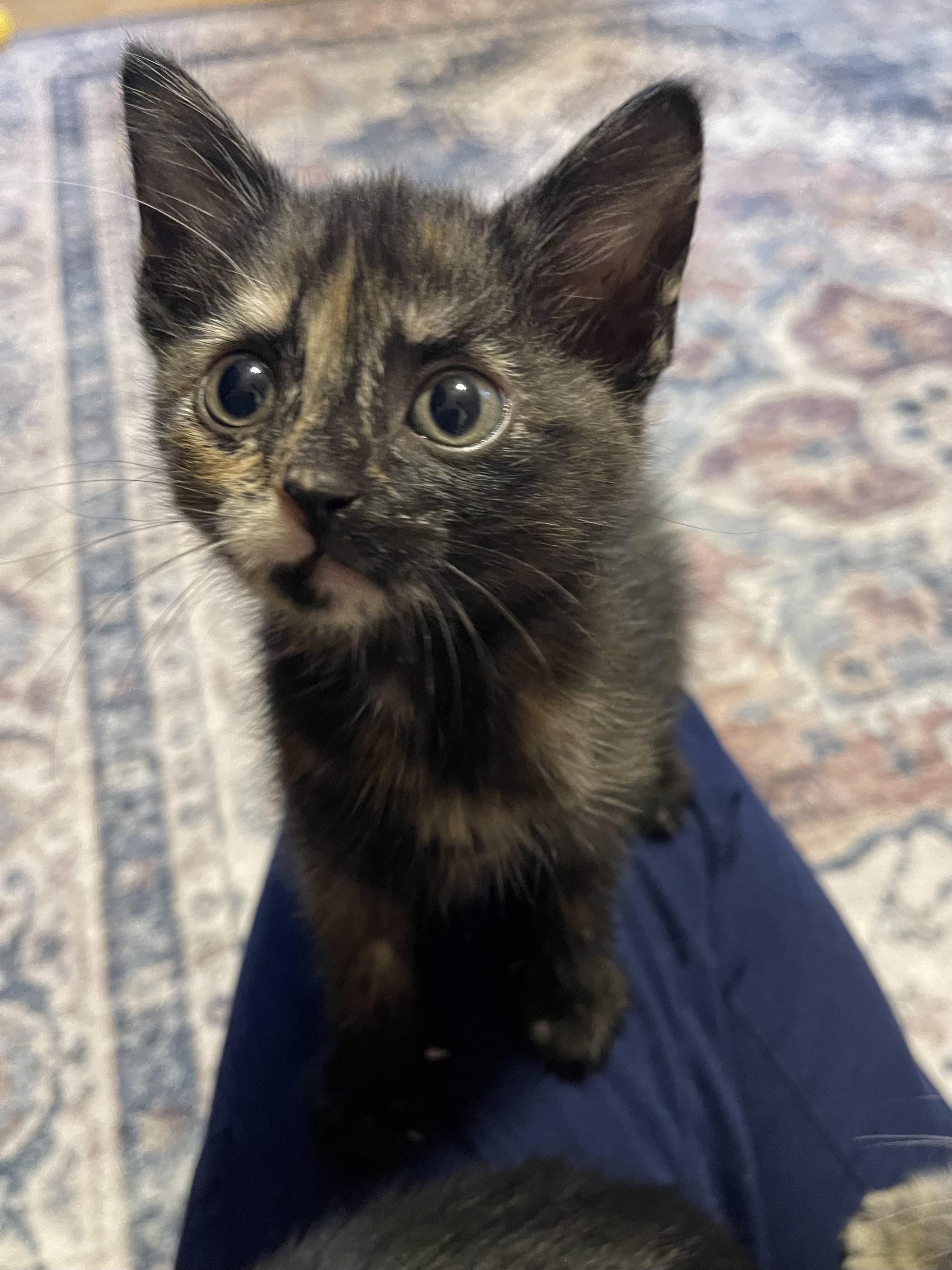 Enlarge Glitter, a ADOPTABLE Tortoiseshell in Warren, NJ image 2/3