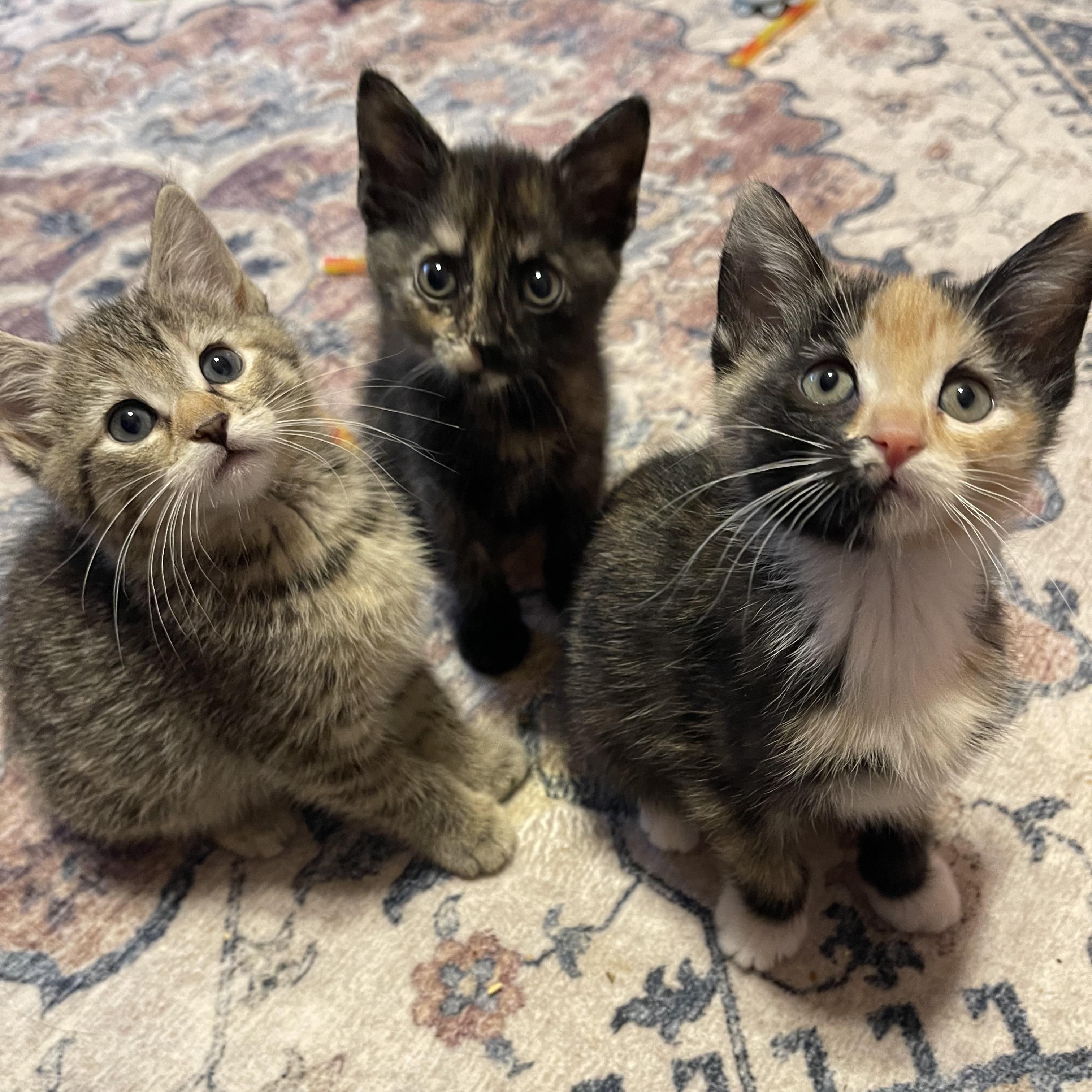 Enlarge Glitter, a ADOPTABLE Tortoiseshell in Warren, NJ image 3/3