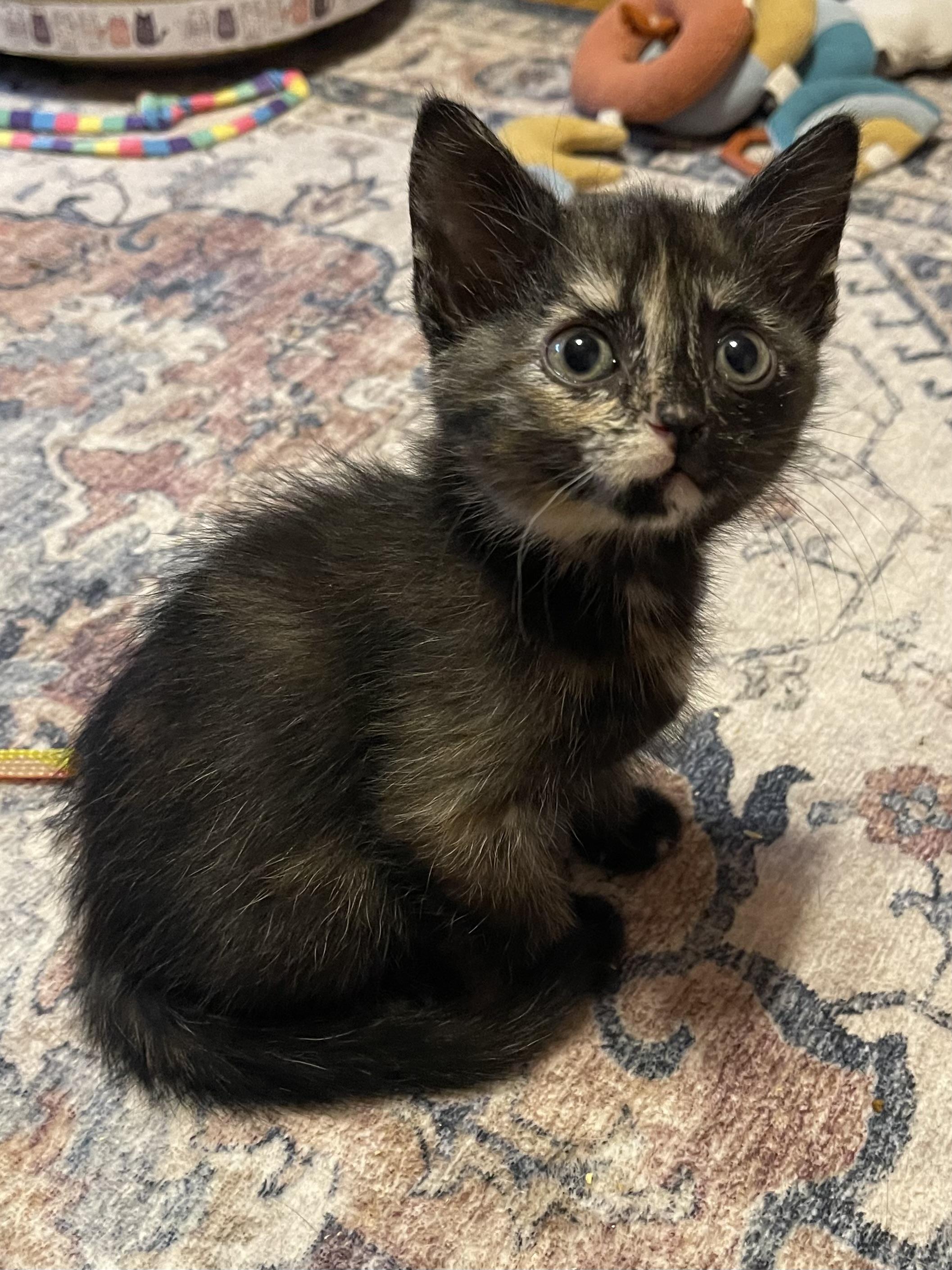 Glitter, ADOPTABLE, Kitten Female Tortoiseshell.