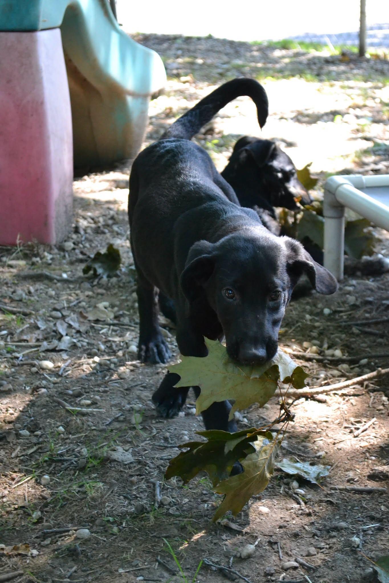 Smarty Pants, a Adoptable mixed breed in Chardon, OH image 5/6